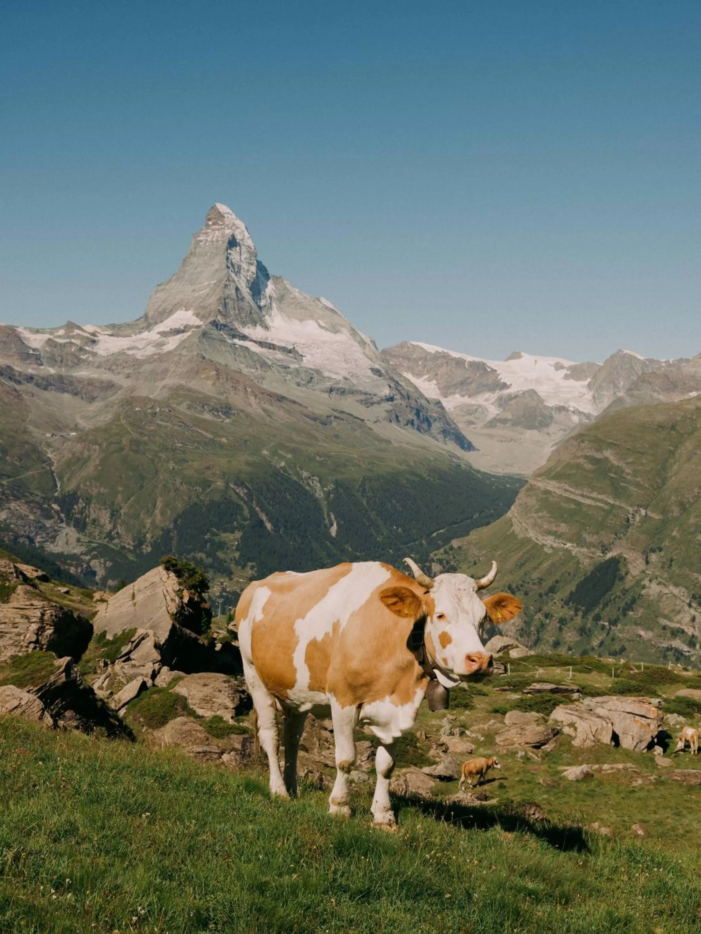 Animals in BEAUSiTE Zermatt