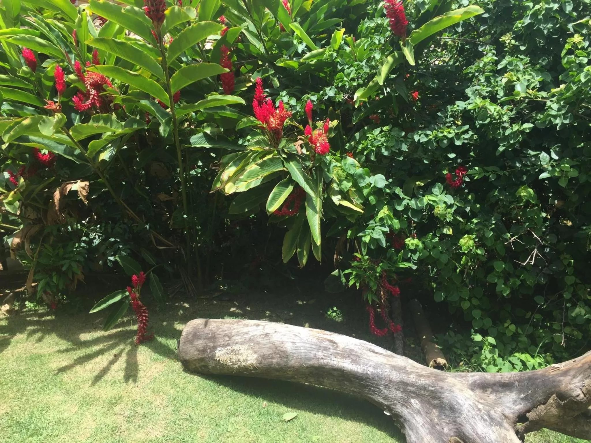 Garden in Praia da Ferradurinha Guest House