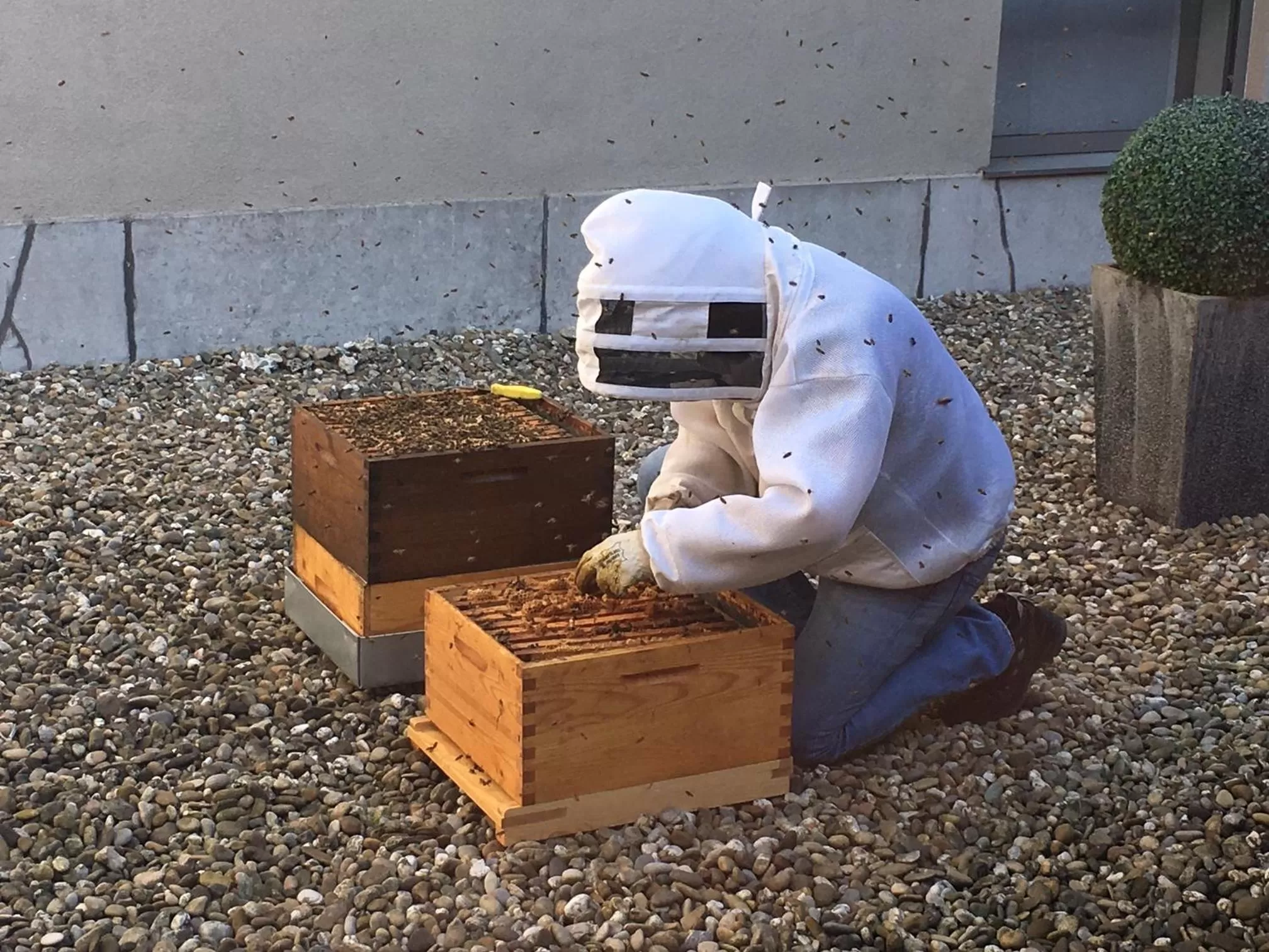 Animals in Hotel & Aparthotel Alize Mouscron