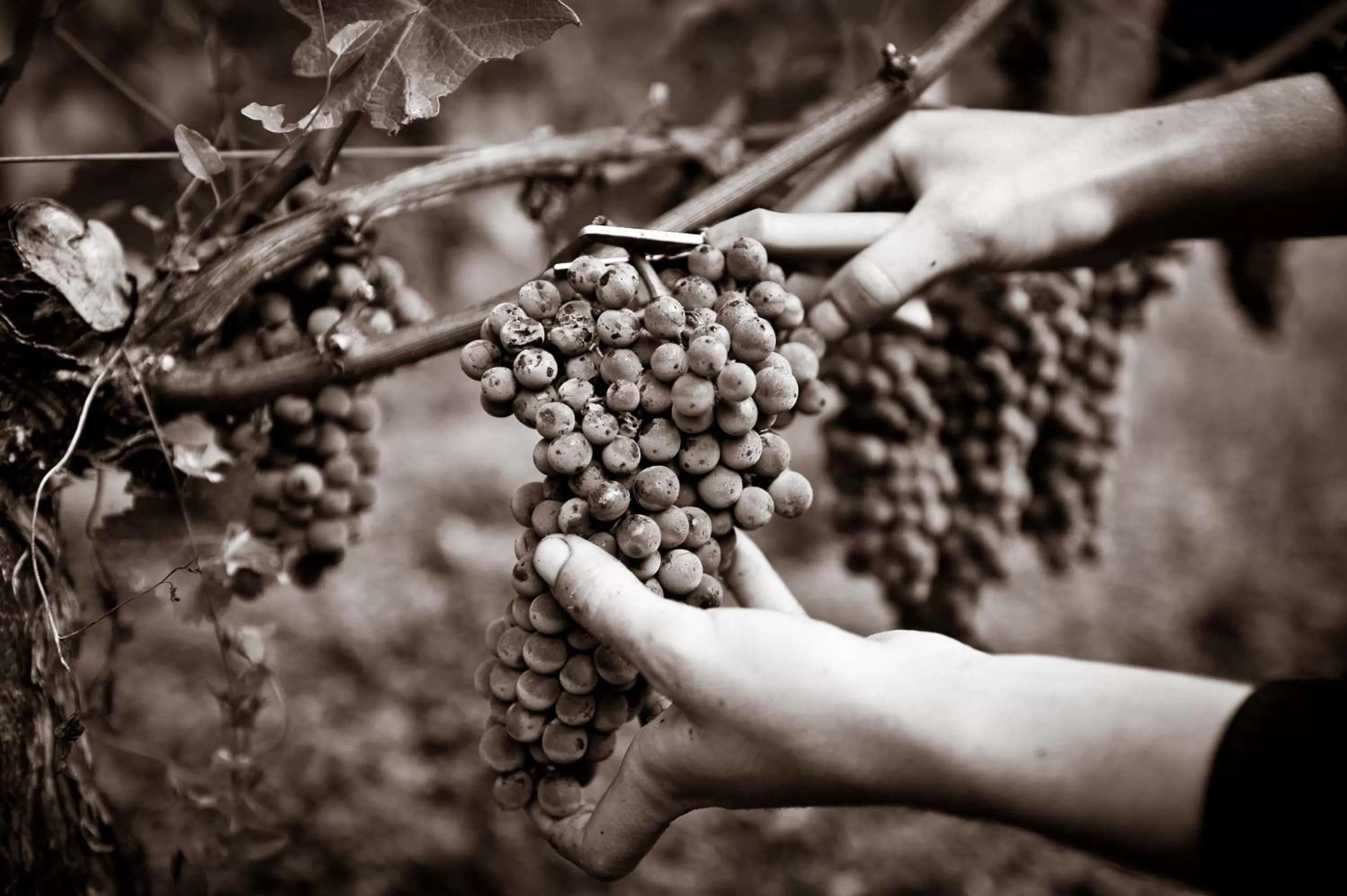Area and facilities, Winter in Château Pape Clément