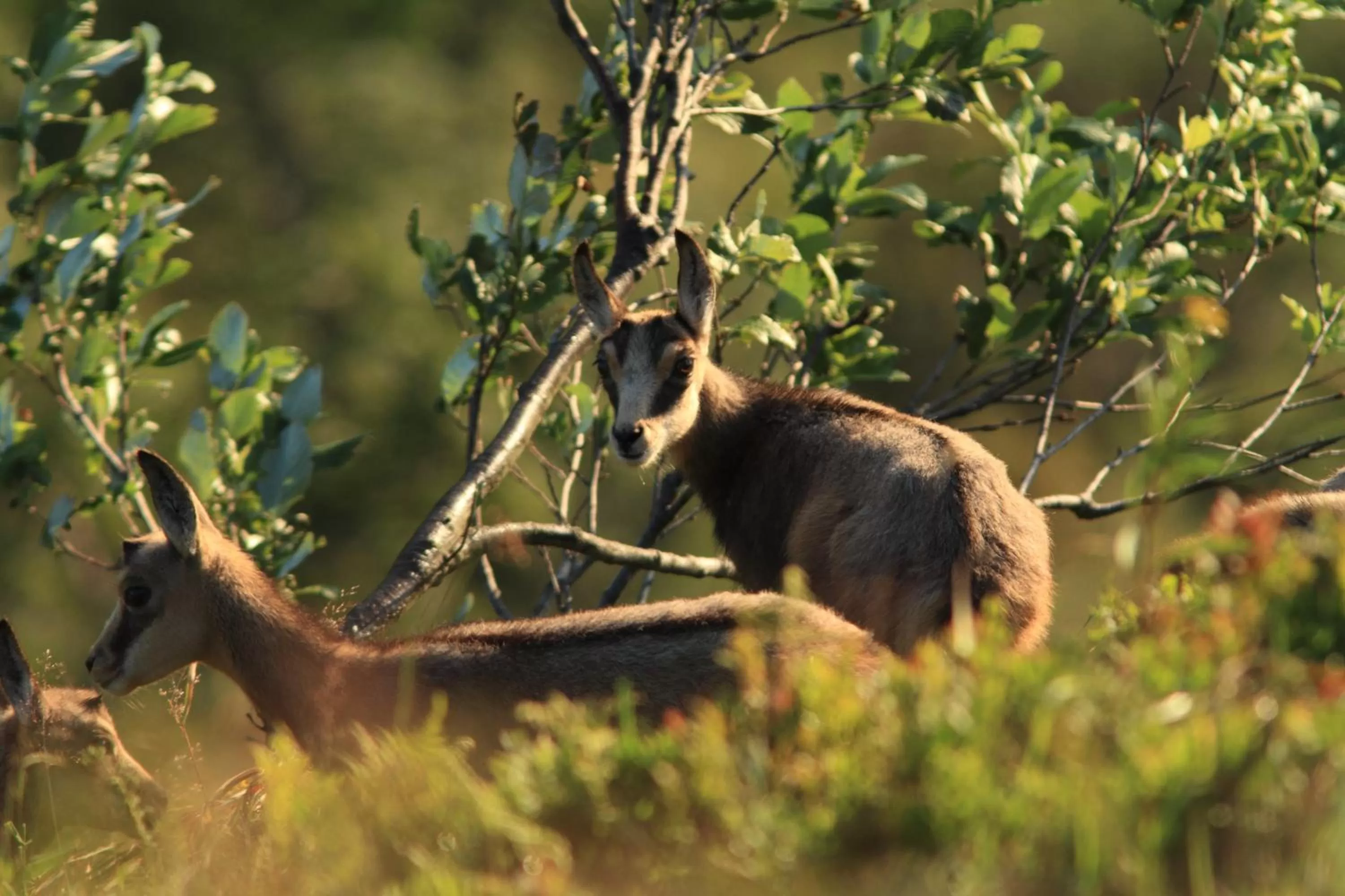 Off site in Le Couarôge Chalets et Appartements