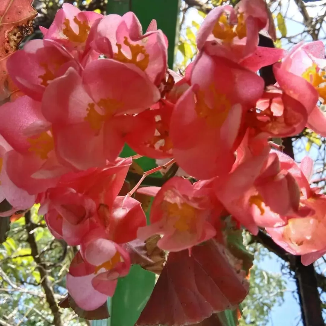 Tree Tops River Huts