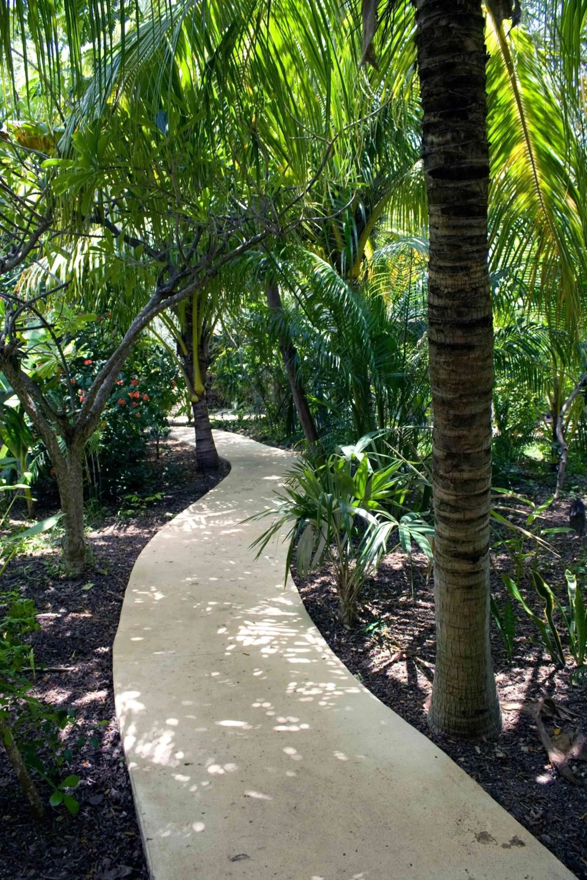 Garden in Sotavento Hotel & Yacht Club