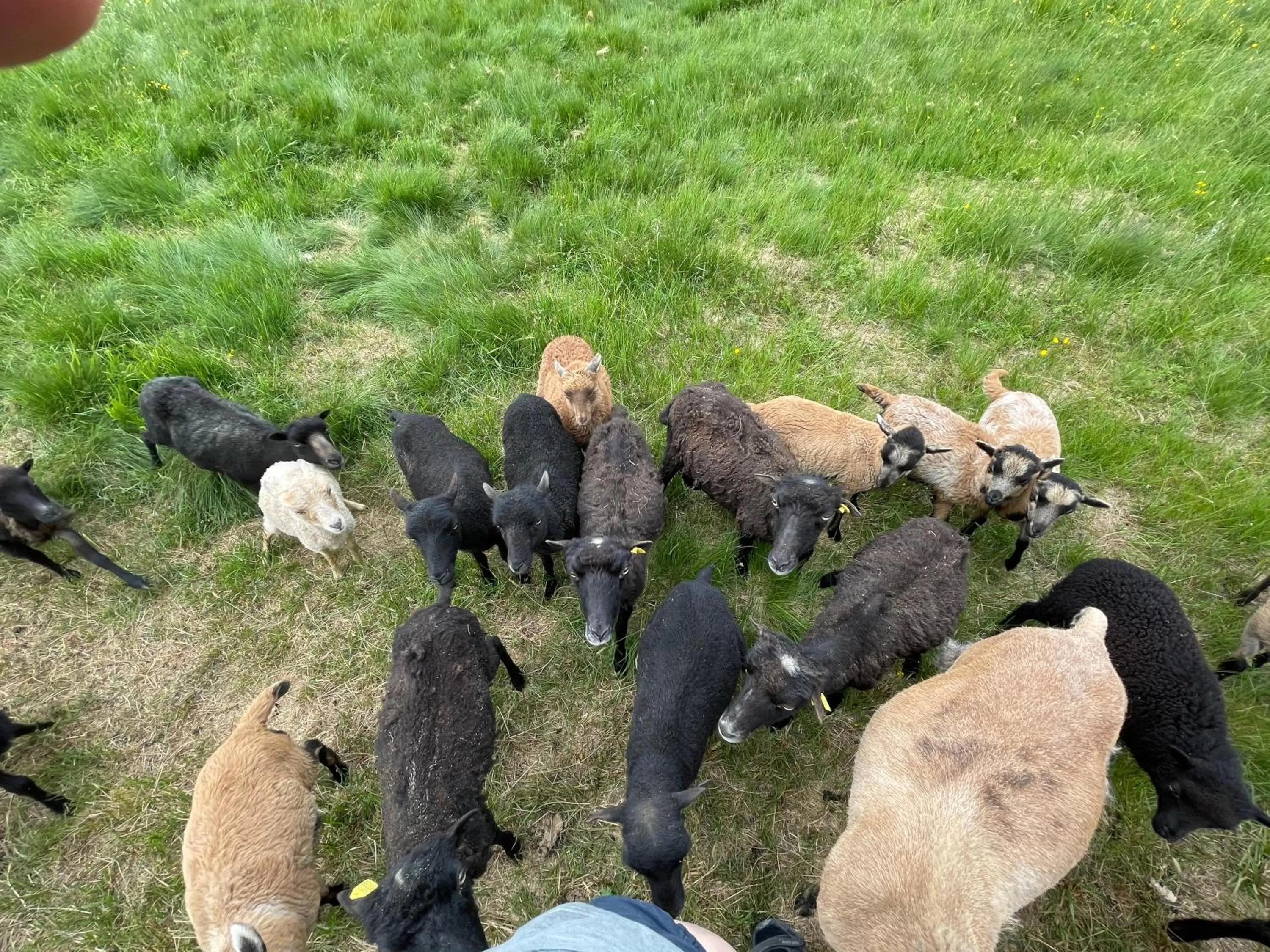 Animals in Hotel Lugsteinhof