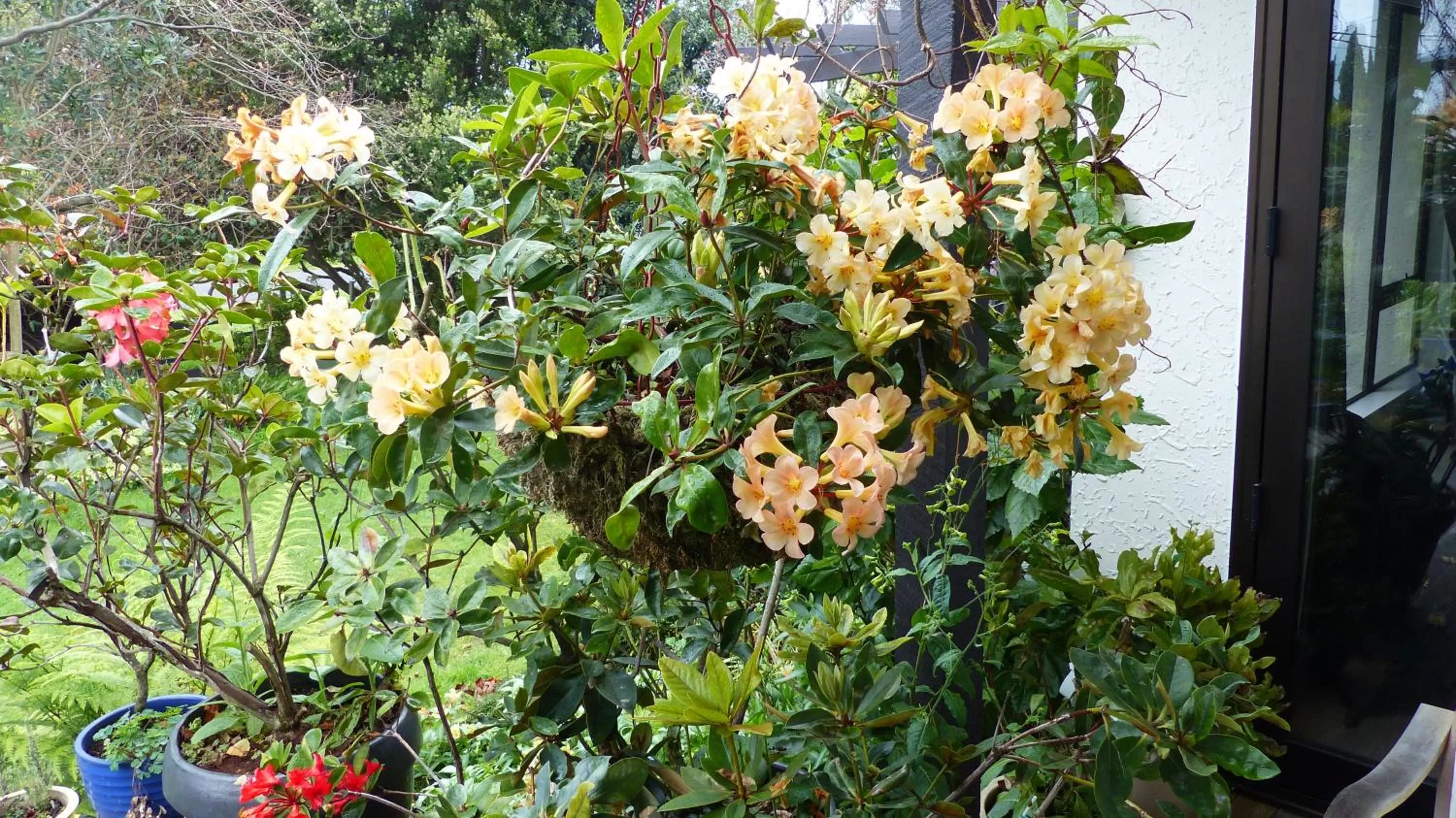 Balcony/Terrace in Ashcroft Gardens Bed & Breakfast