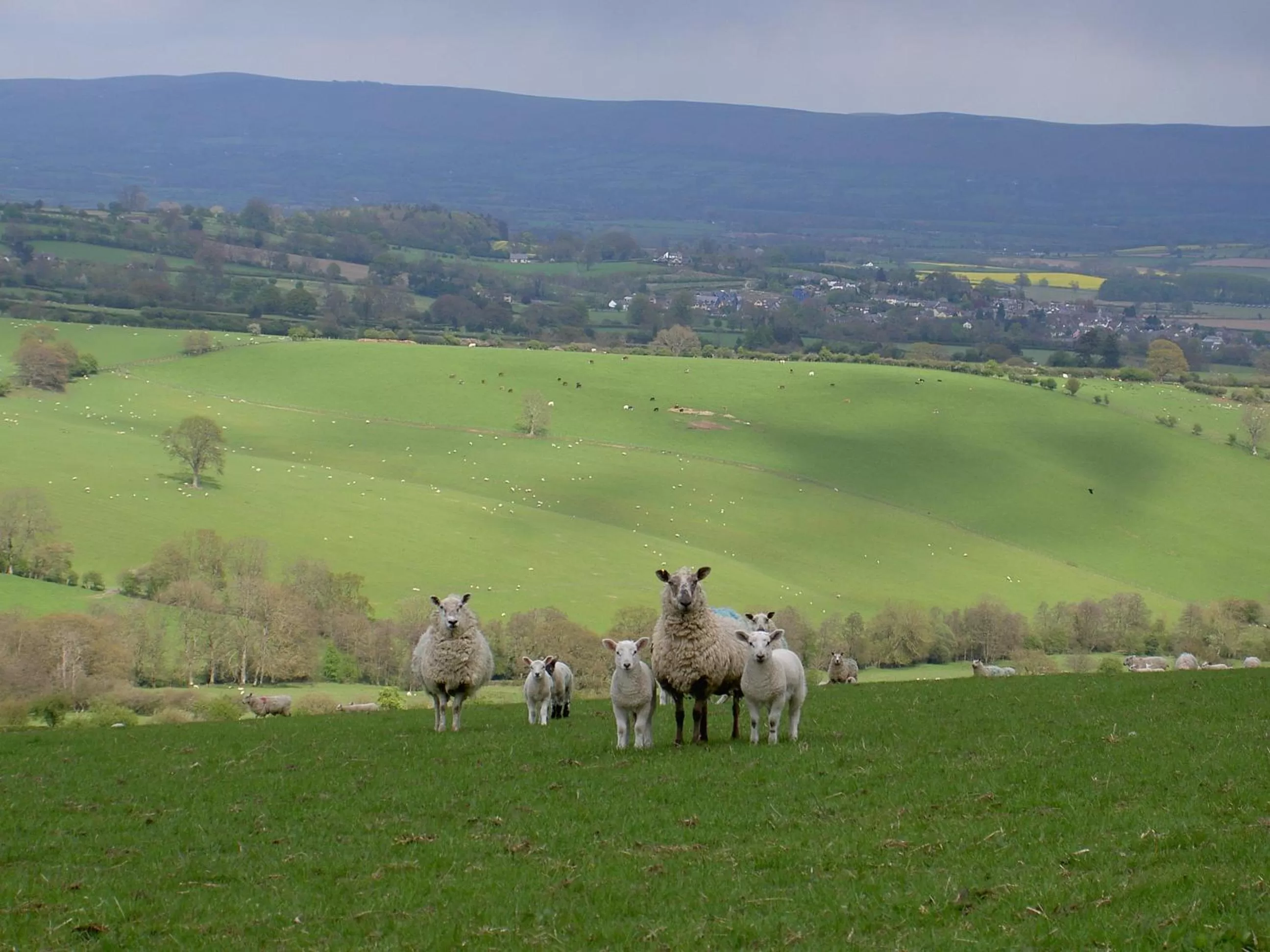 Property building, Other Animals in Middle Woodbatch B&B