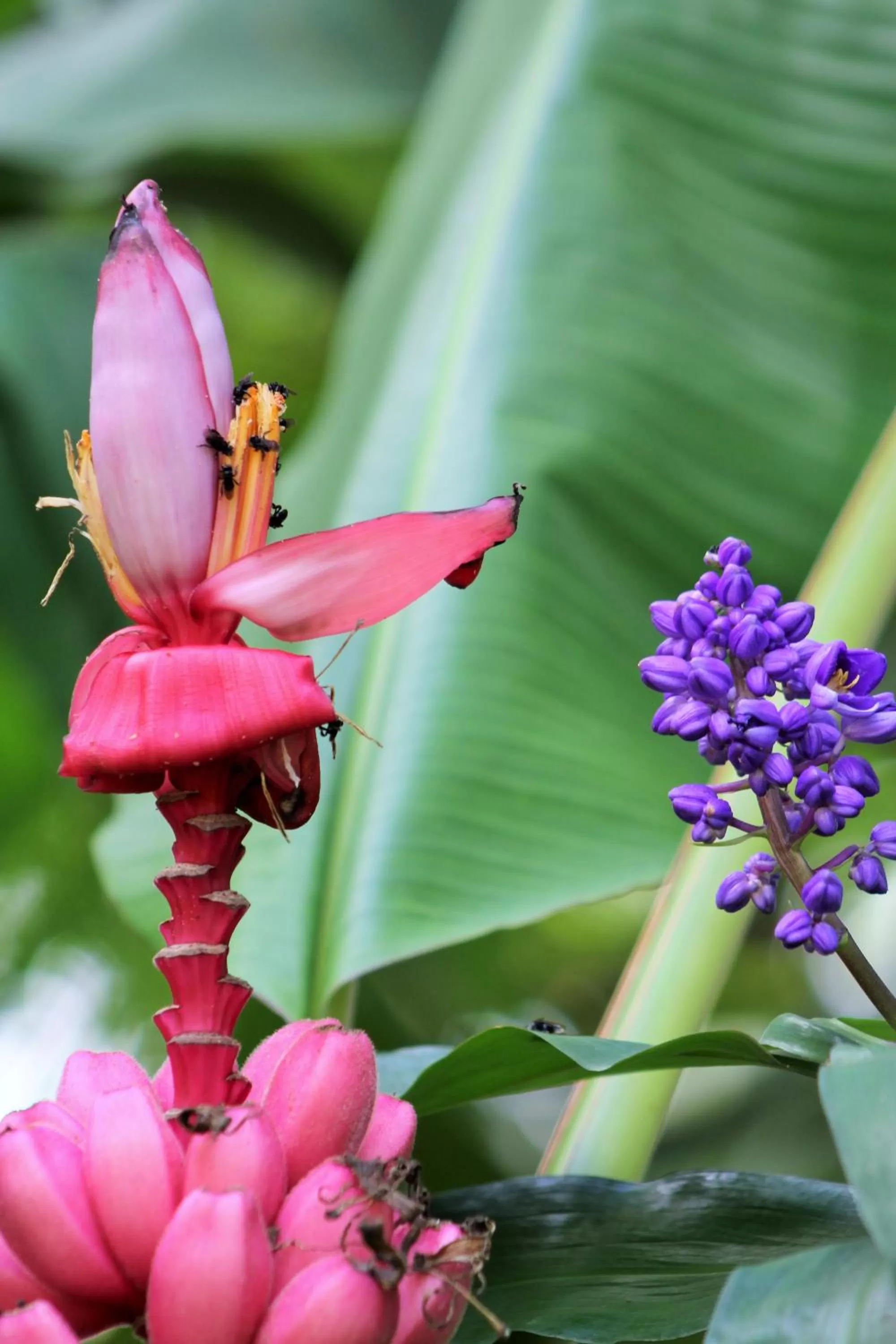 Garden in Hotel Monte Real