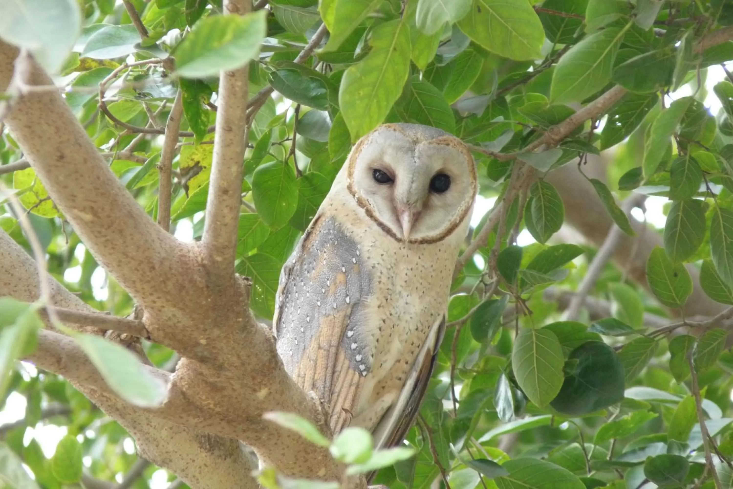 Other Animals in Ramgarh Lodge, Jaipur – IHCL SeleQtions