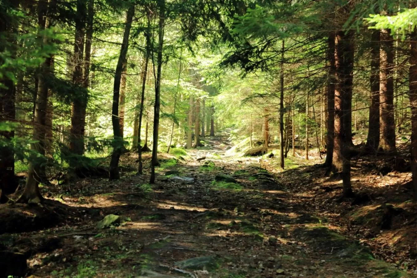 Neighbourhood in Boutique Hotel Sudetia - Medical & SPA