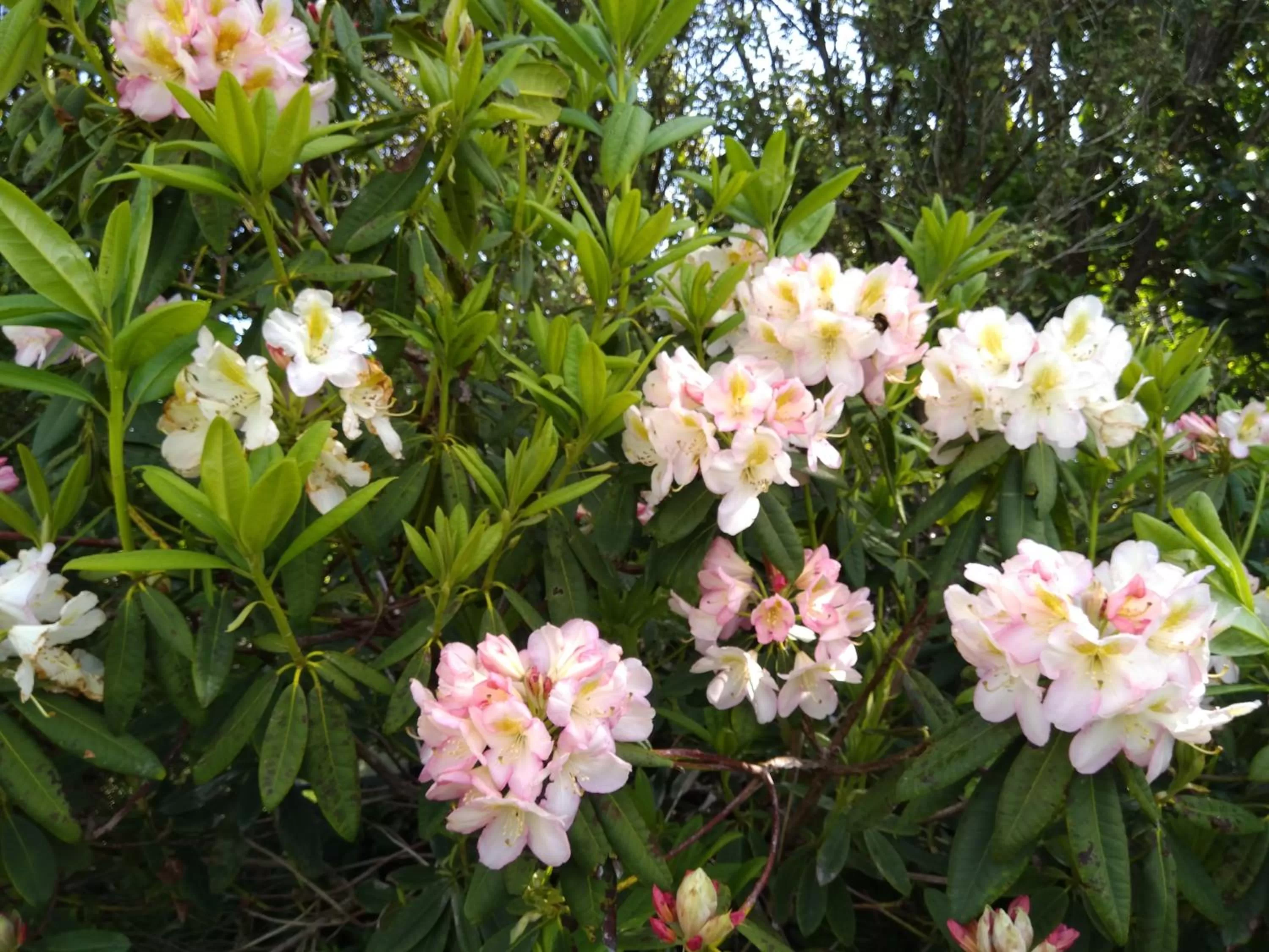 Garden in Awatuna Sunset Lodge