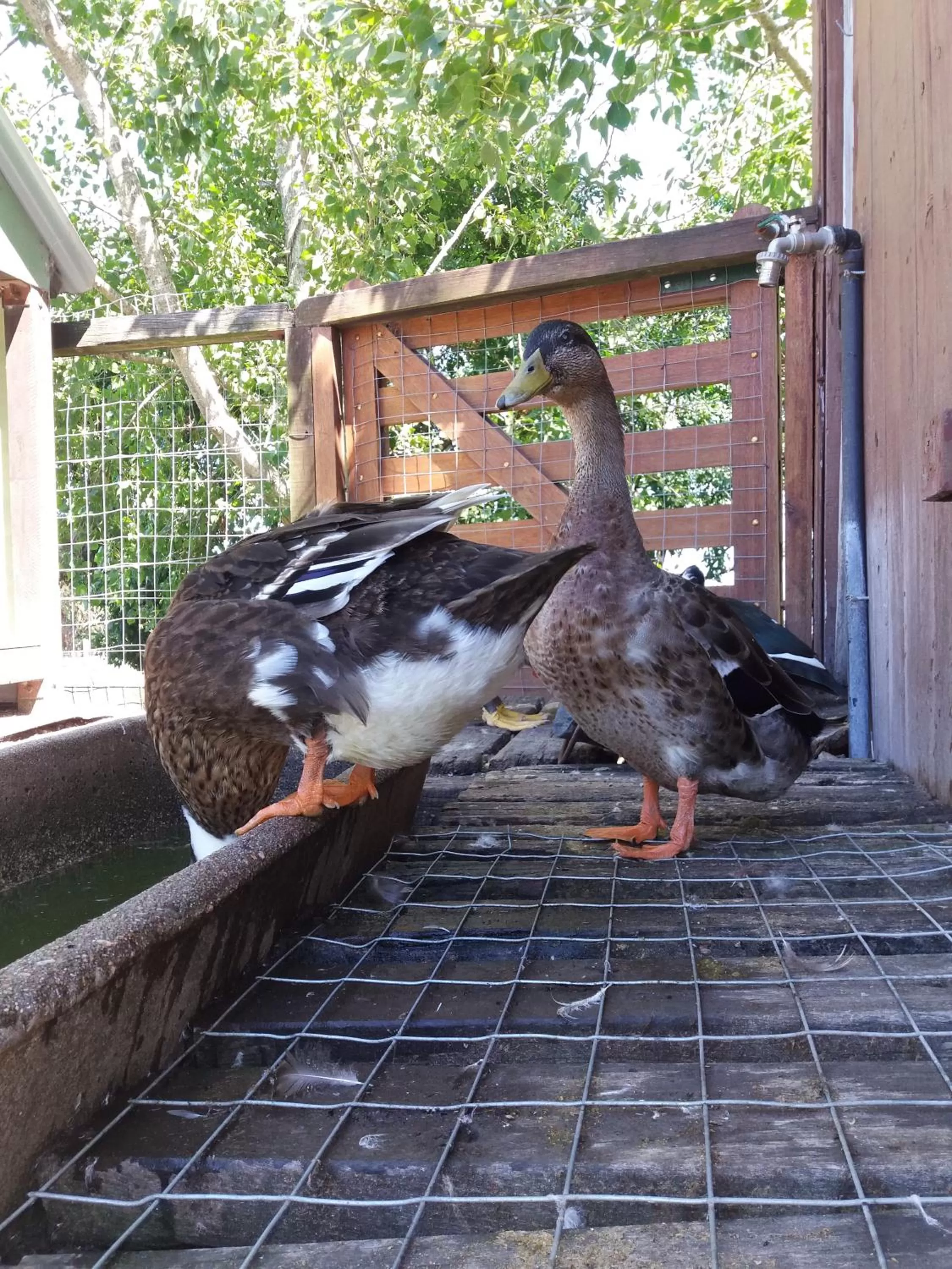 Animals in Estancia Renacimiento