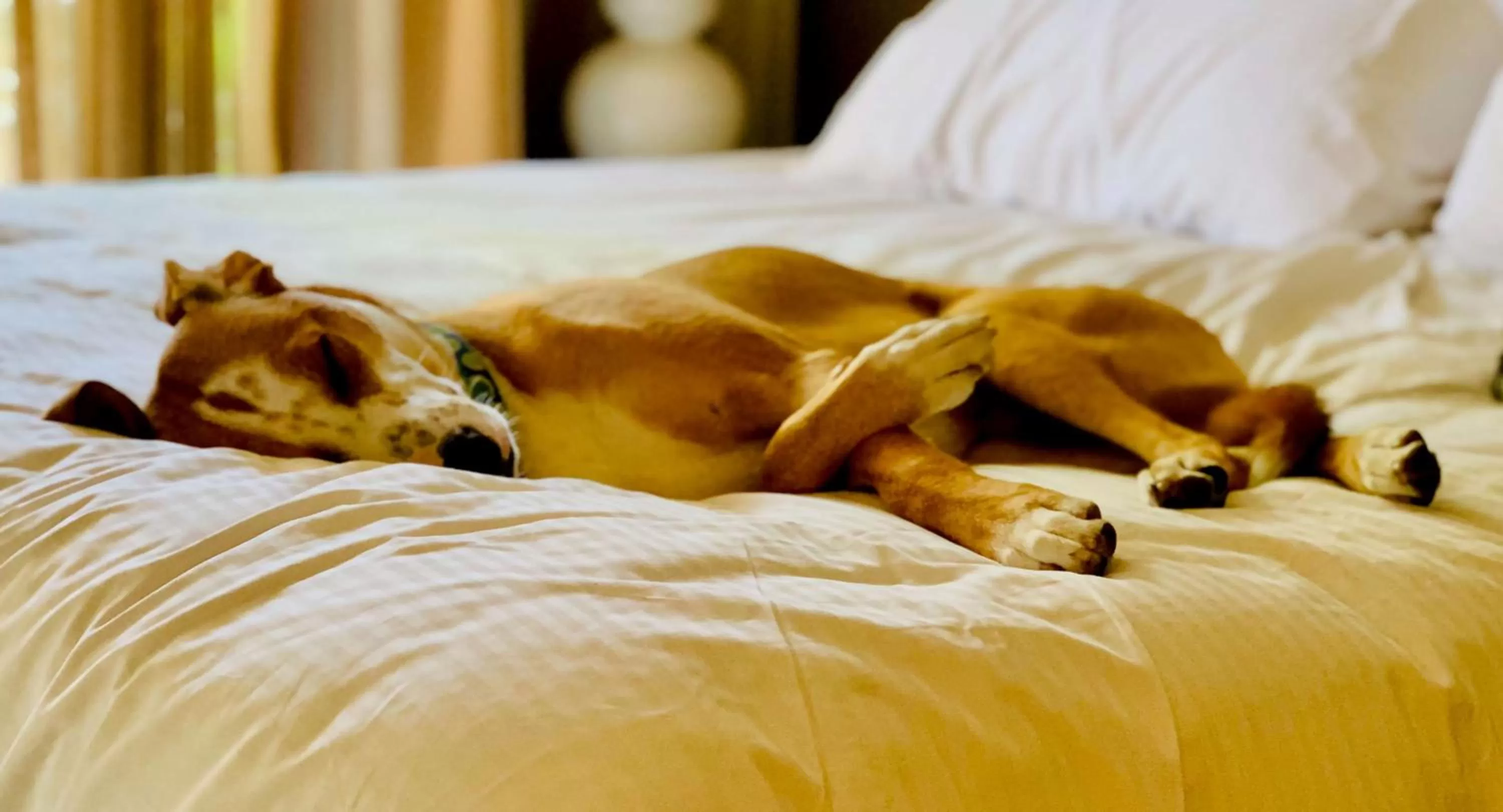 Other in Sonesta Simply Suites Houston Galleria Medical Center