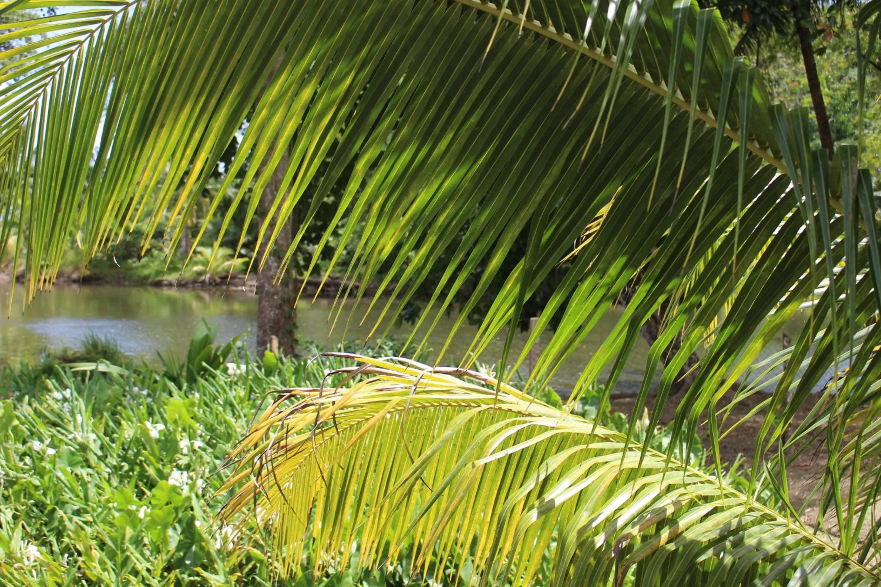 Garden in Acajou Hotel