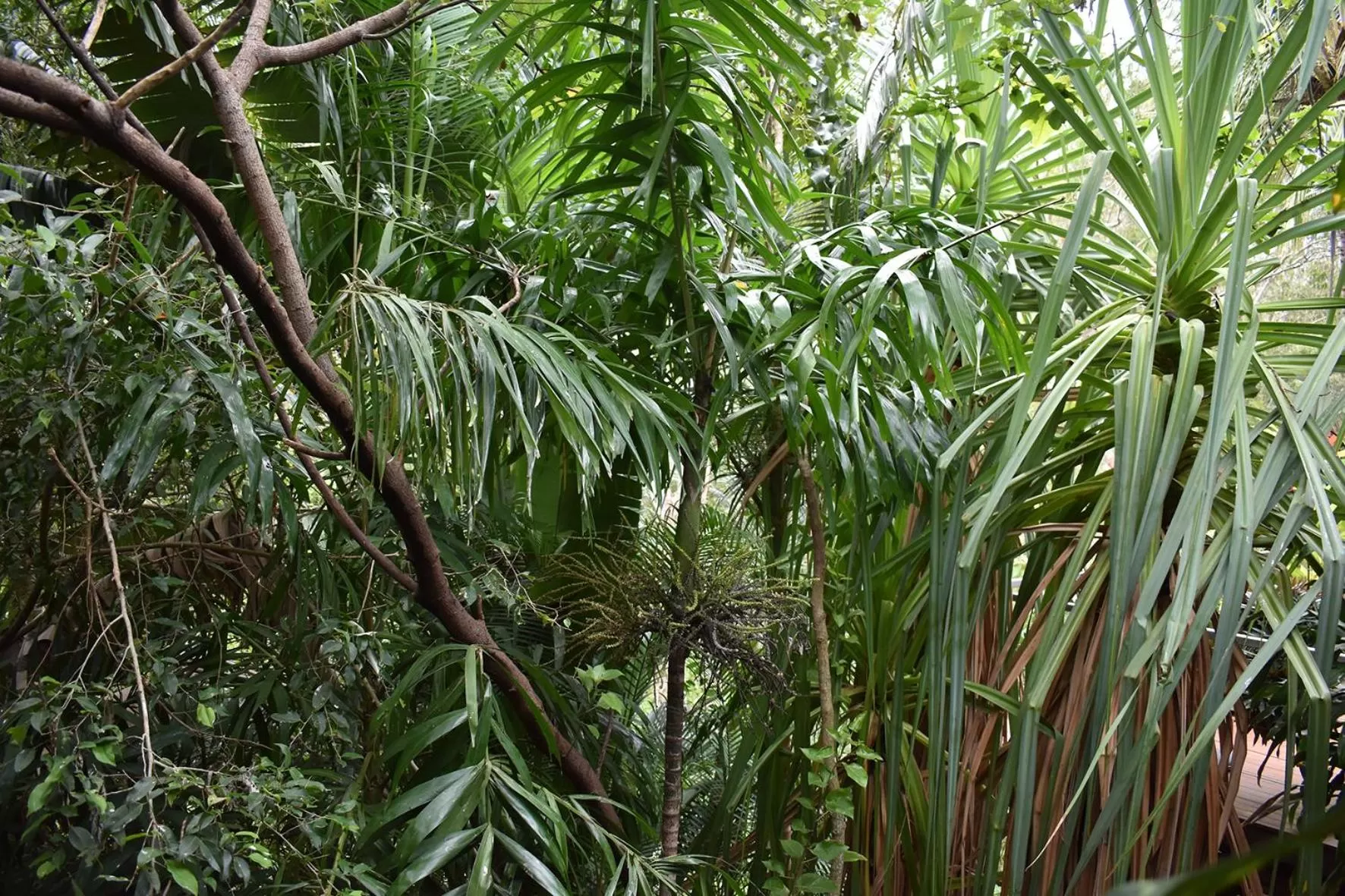 Oskar's Rain Forest Retreat