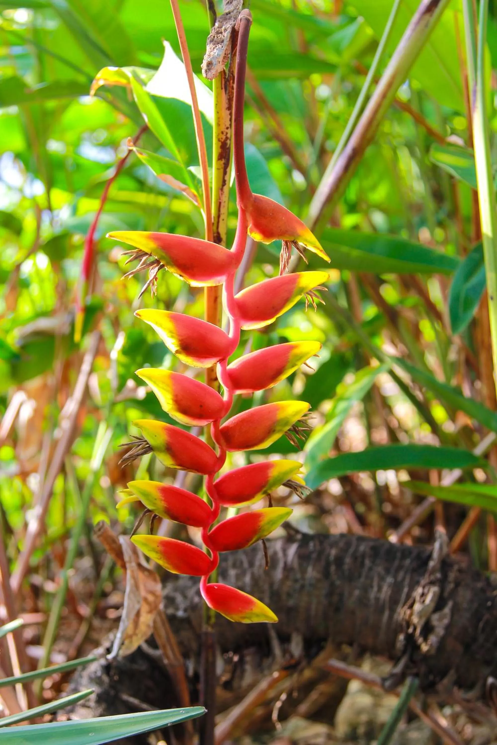 Garden view, Other Animals in Zion Country