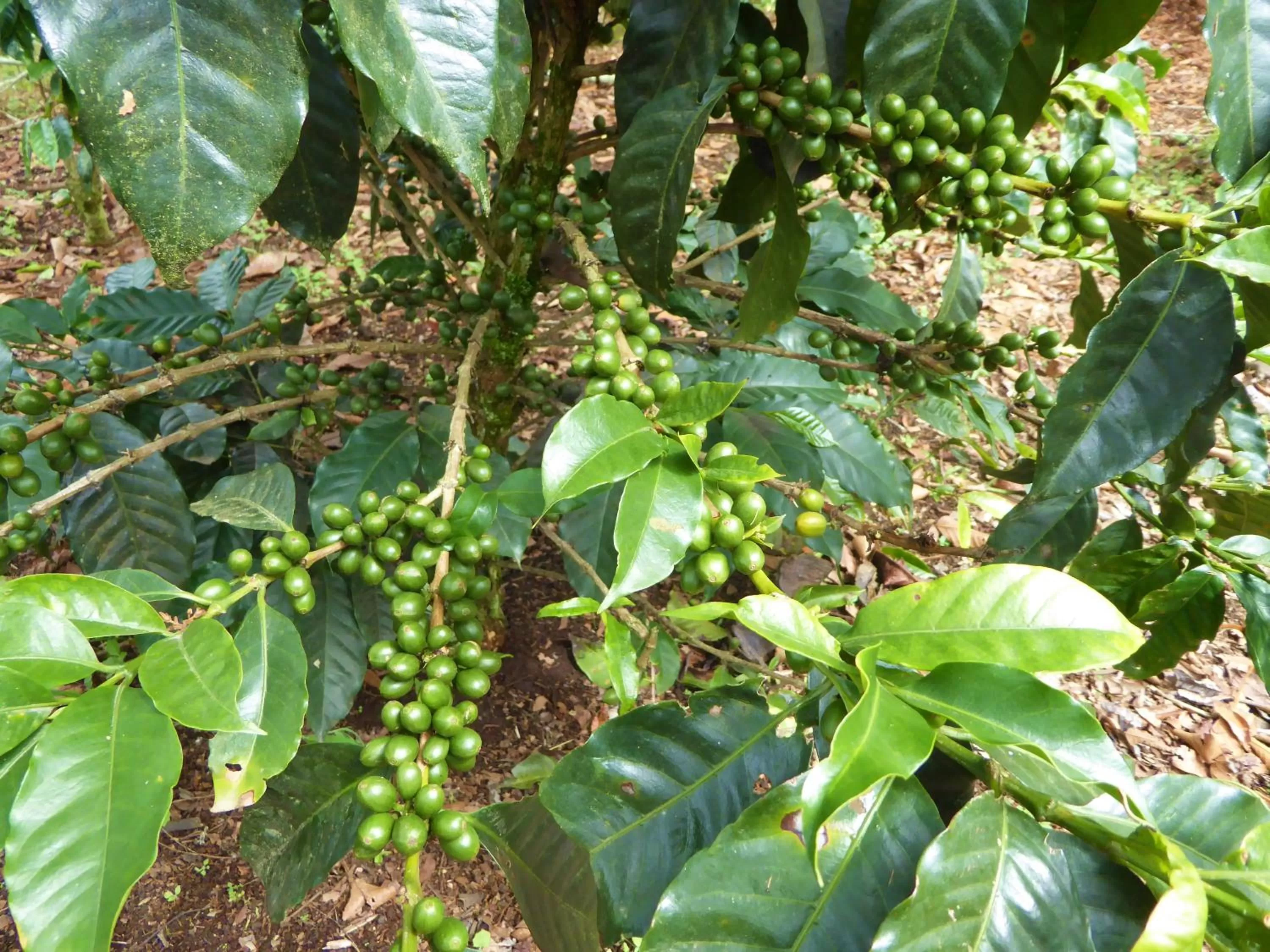 Garden in Finca El Cielo