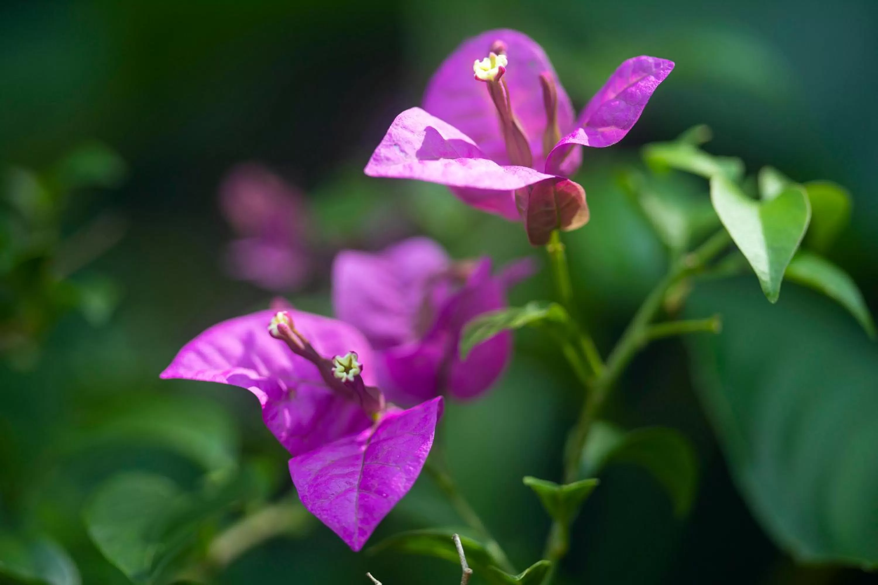 Garden in Pumilio Mountain & Ocean Hotel