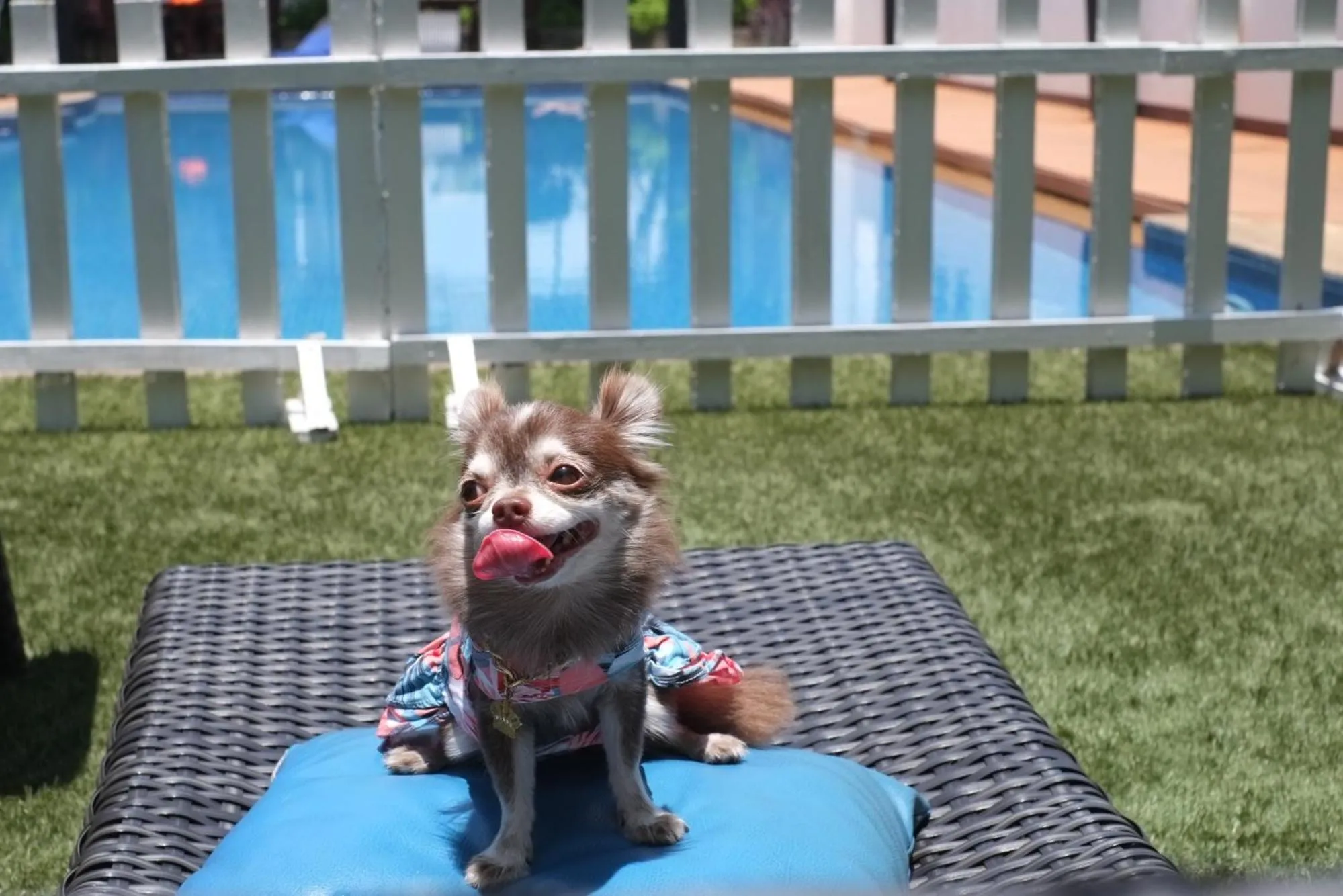 Pets in Grand Mercure Bangkok Asoke Residence