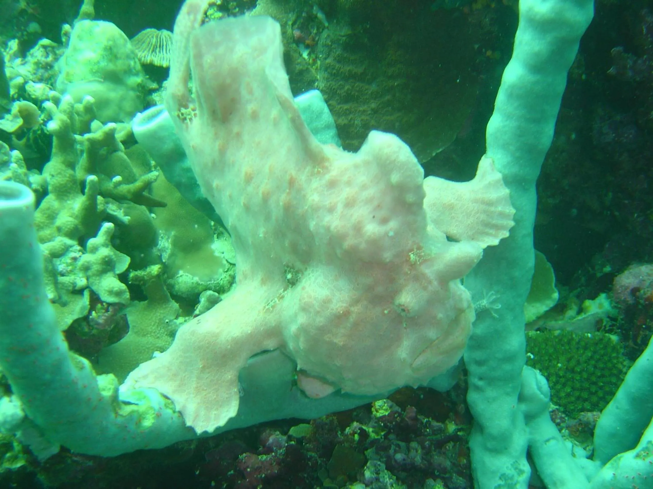 Diving in Mangoes Place