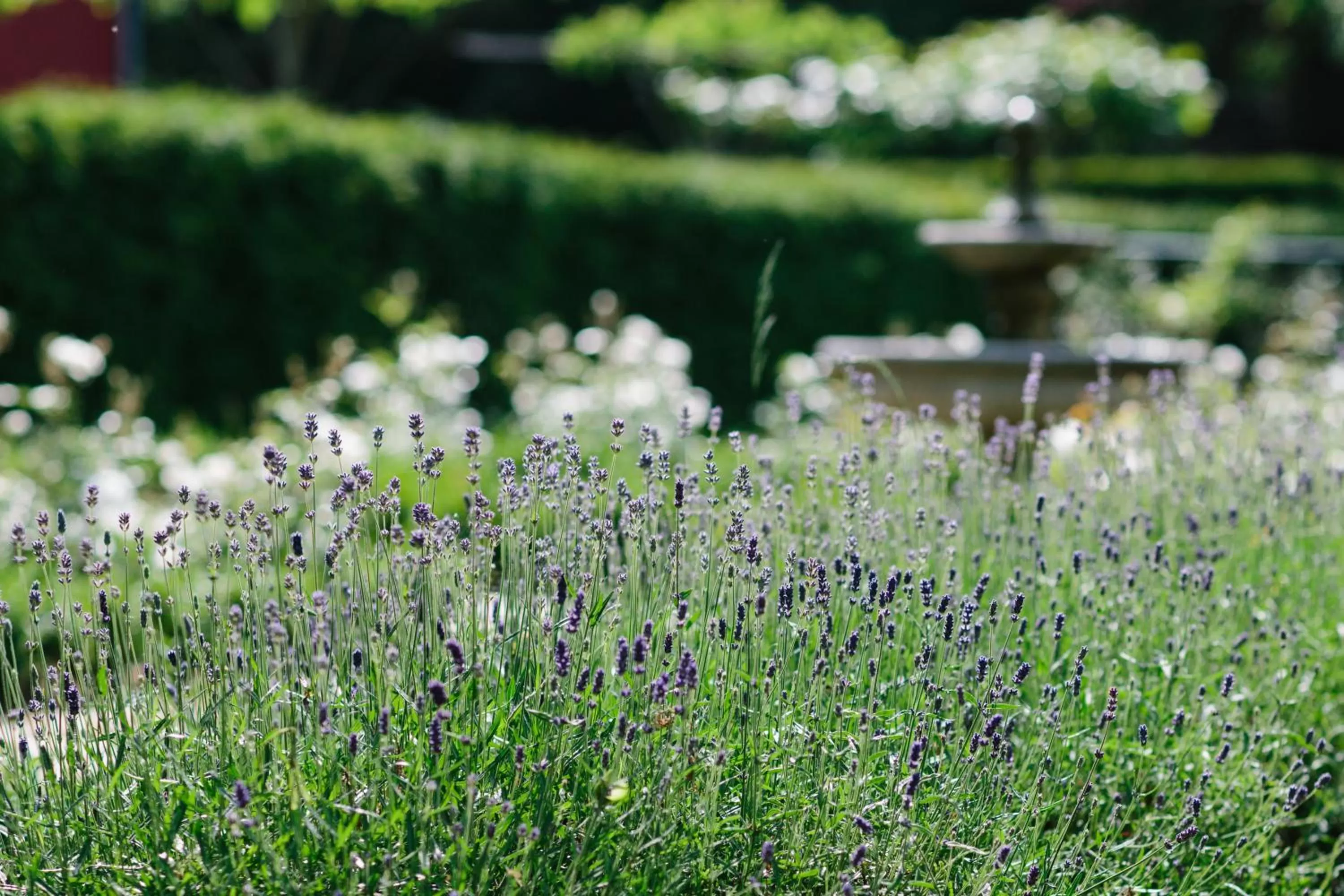 Garden in Landgoed Kasteel de Hoogenweerth