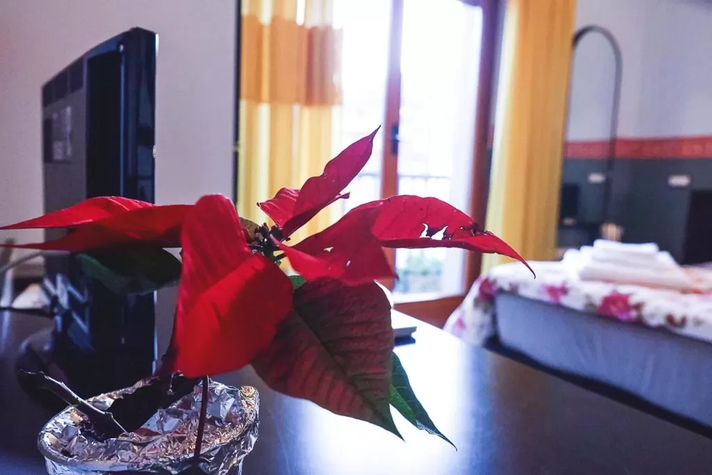 Bed in Hotel Letizia