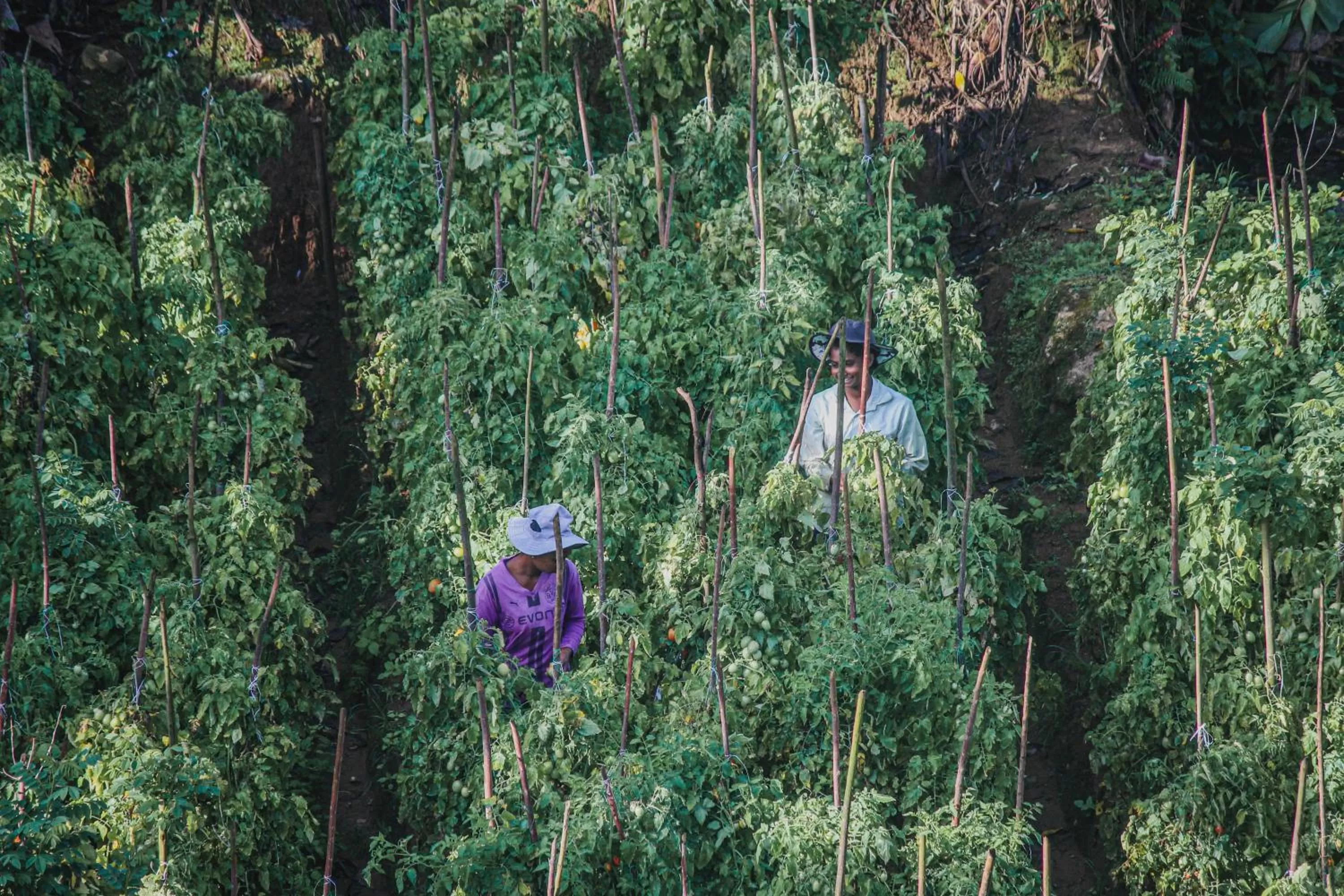 Natural landscape in Hotel Levon Ella