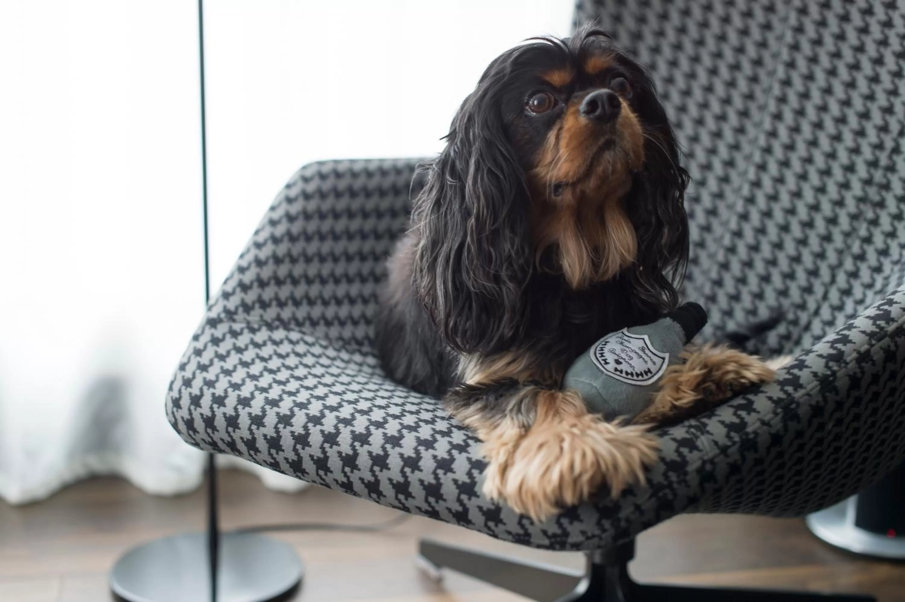 Pets in South Place Hotel
