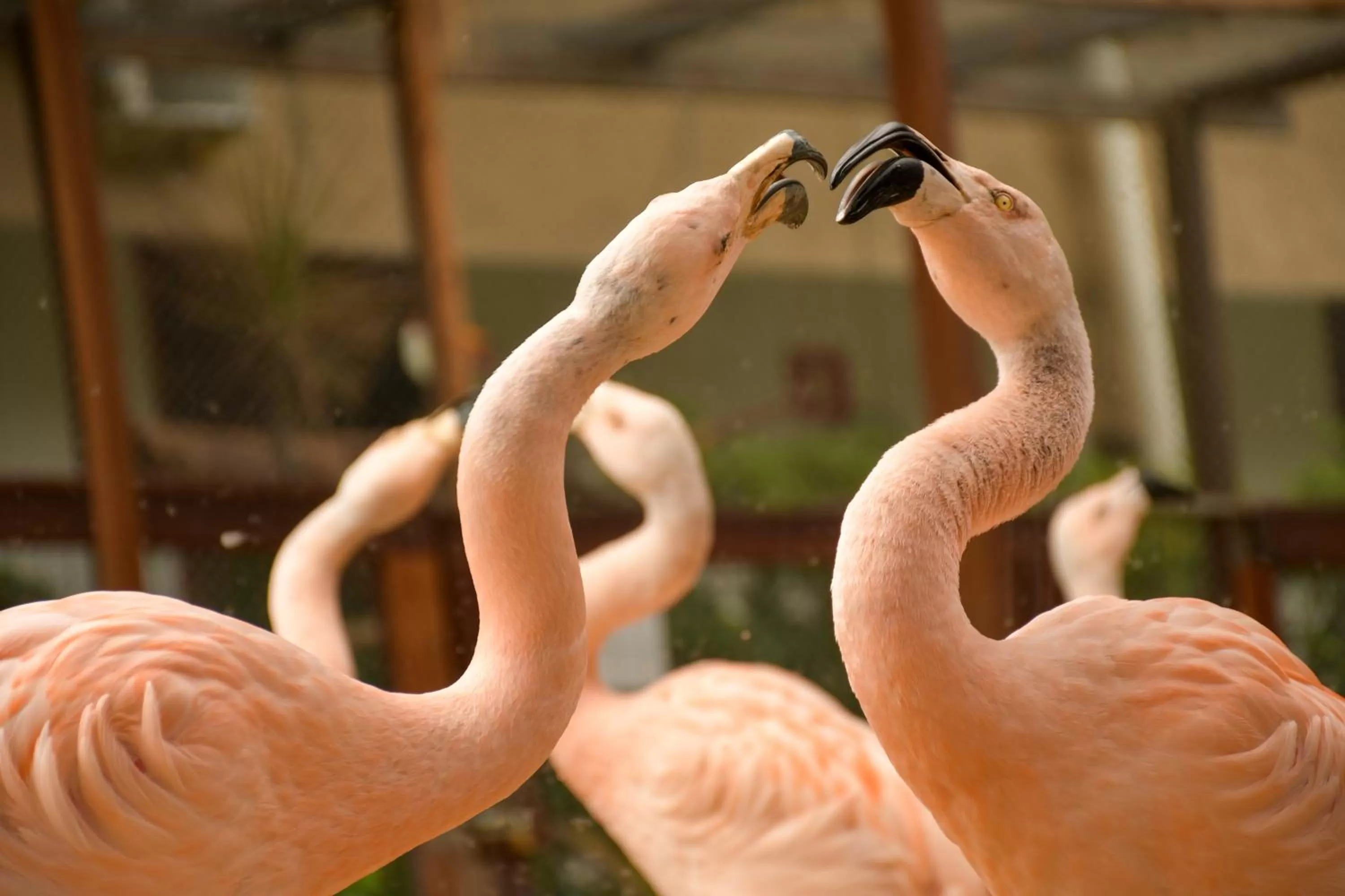 Animals in Pousada Sol e Mar