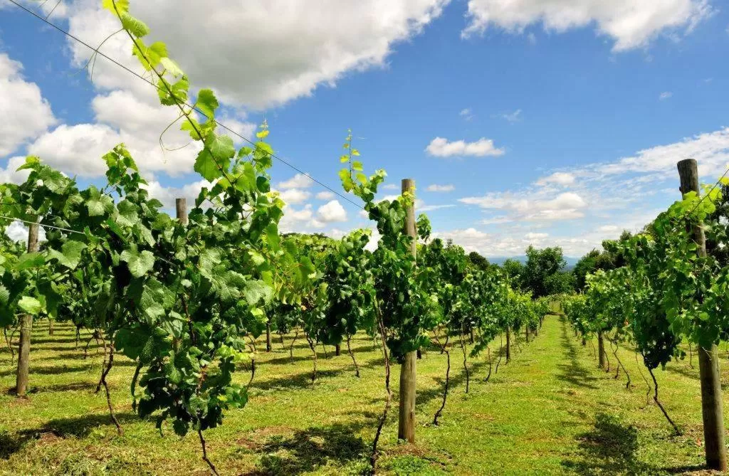 Day in Finca Cielo Verde