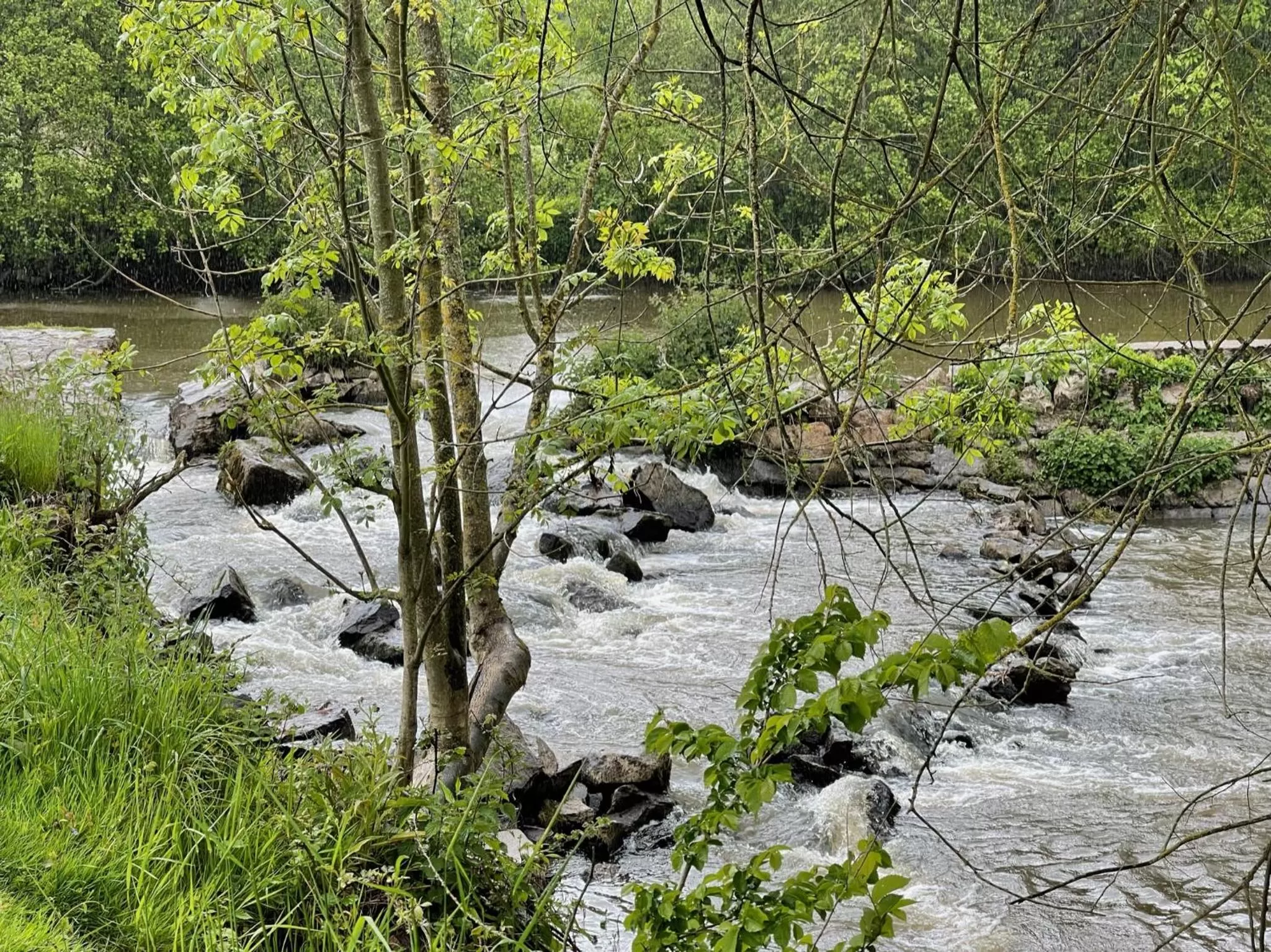 Natural landscape in L'Autre Rivière - Chambres d'hôtes