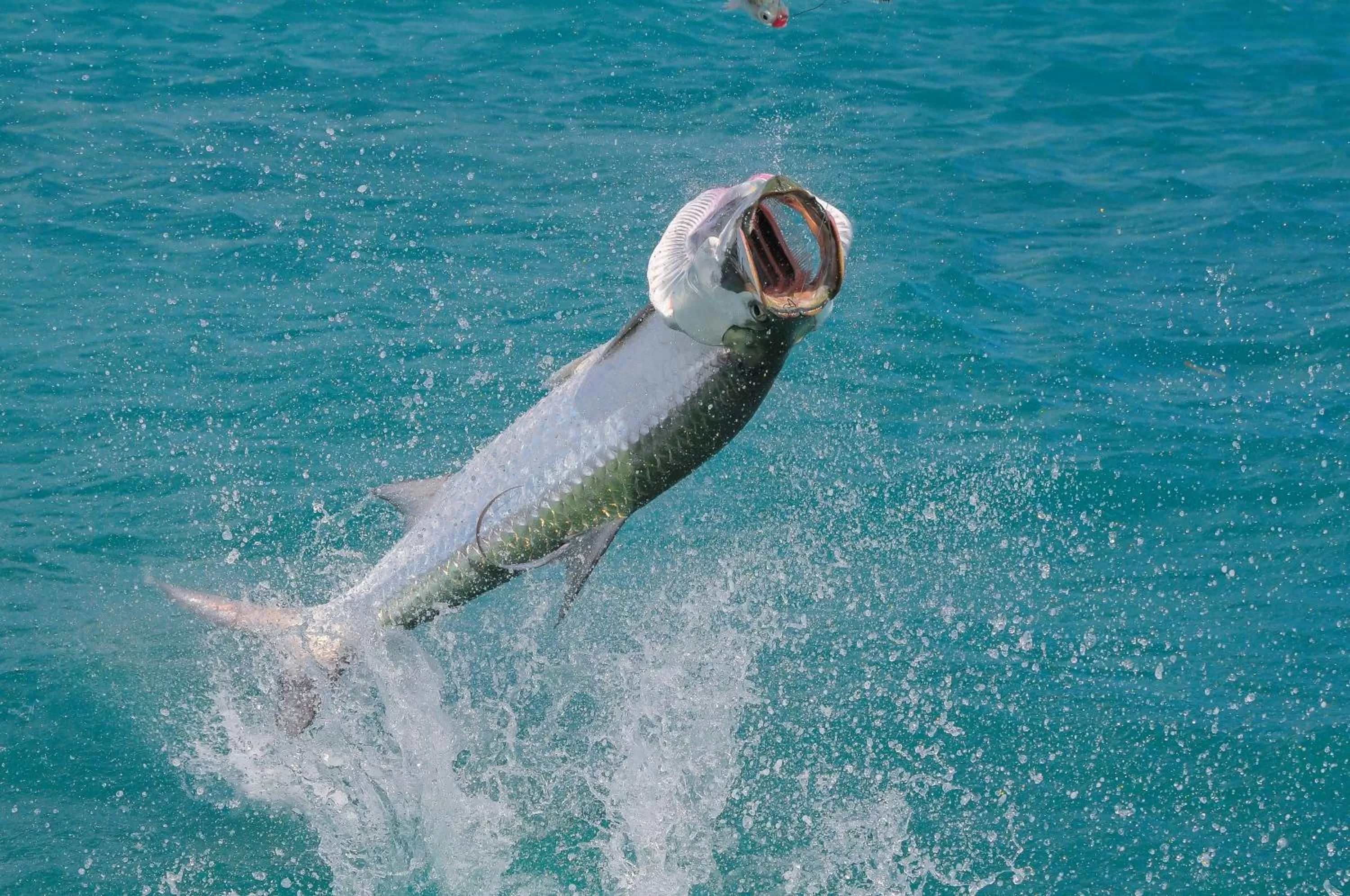 Natural landscape in Black Dolphin Inn