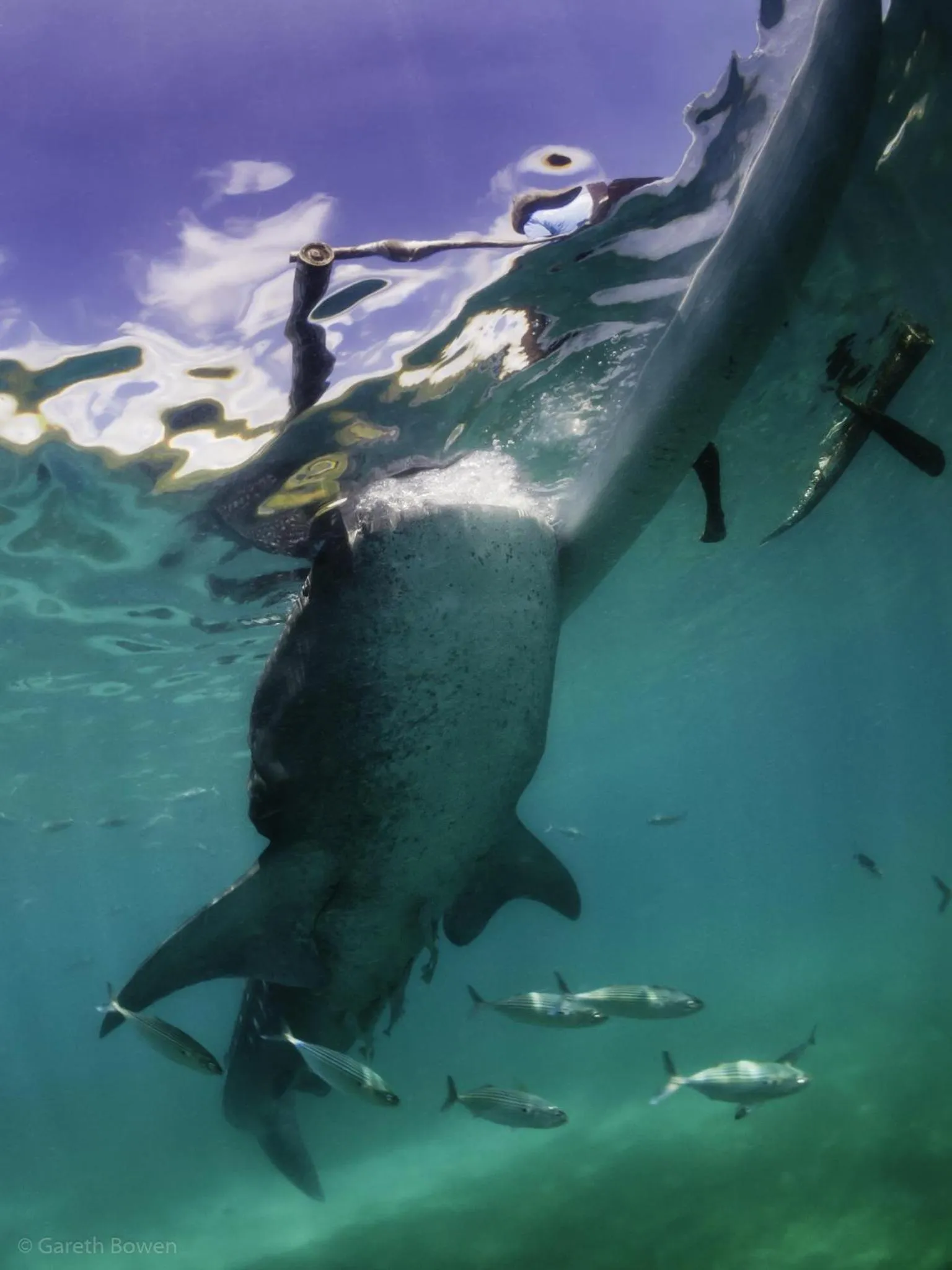 Animals in Mike's Dauin Dive Resort