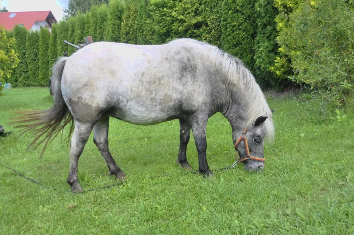 Animals in Ziołowa Dolina