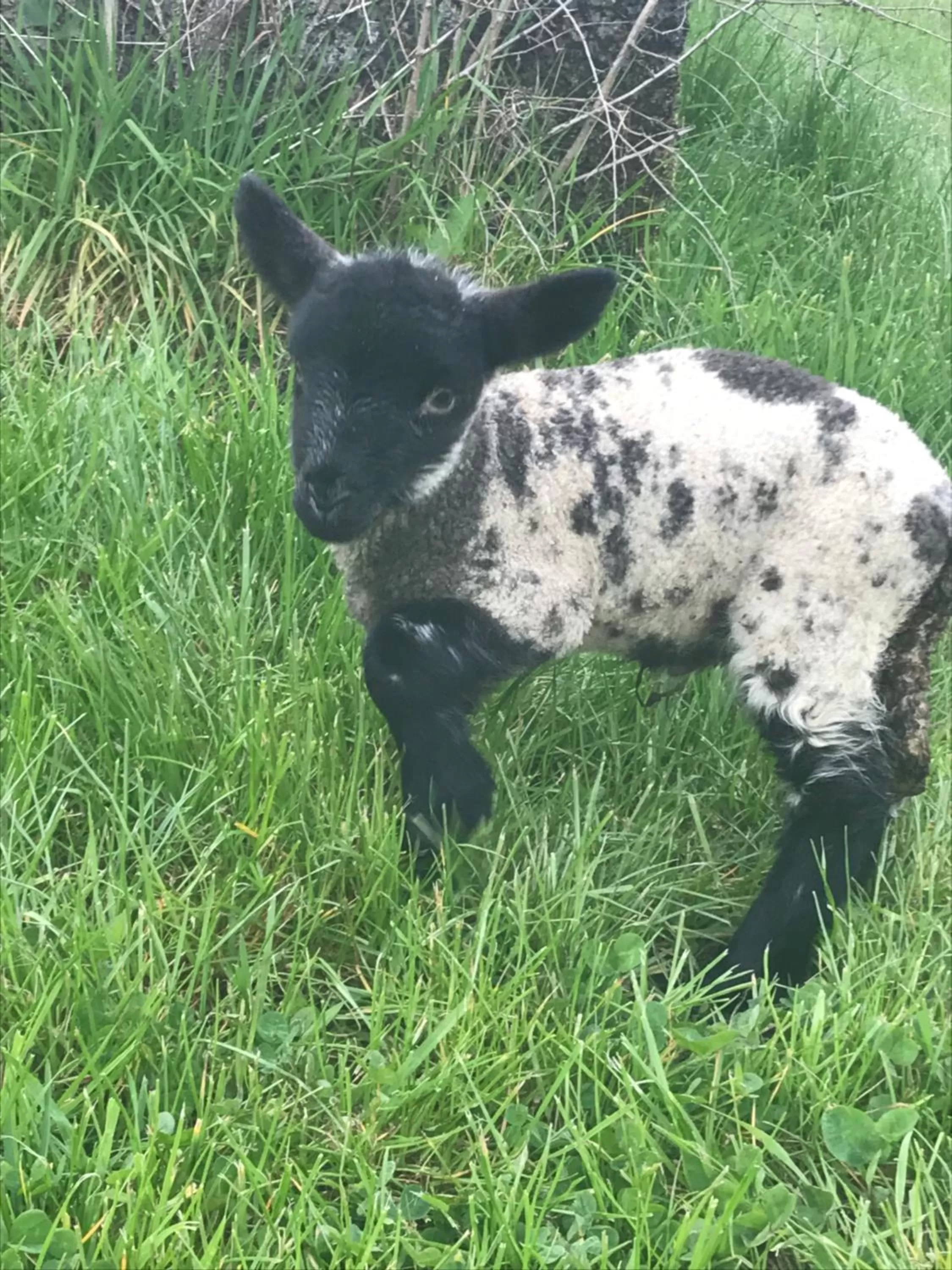 Animals in Henllys Estate B and B