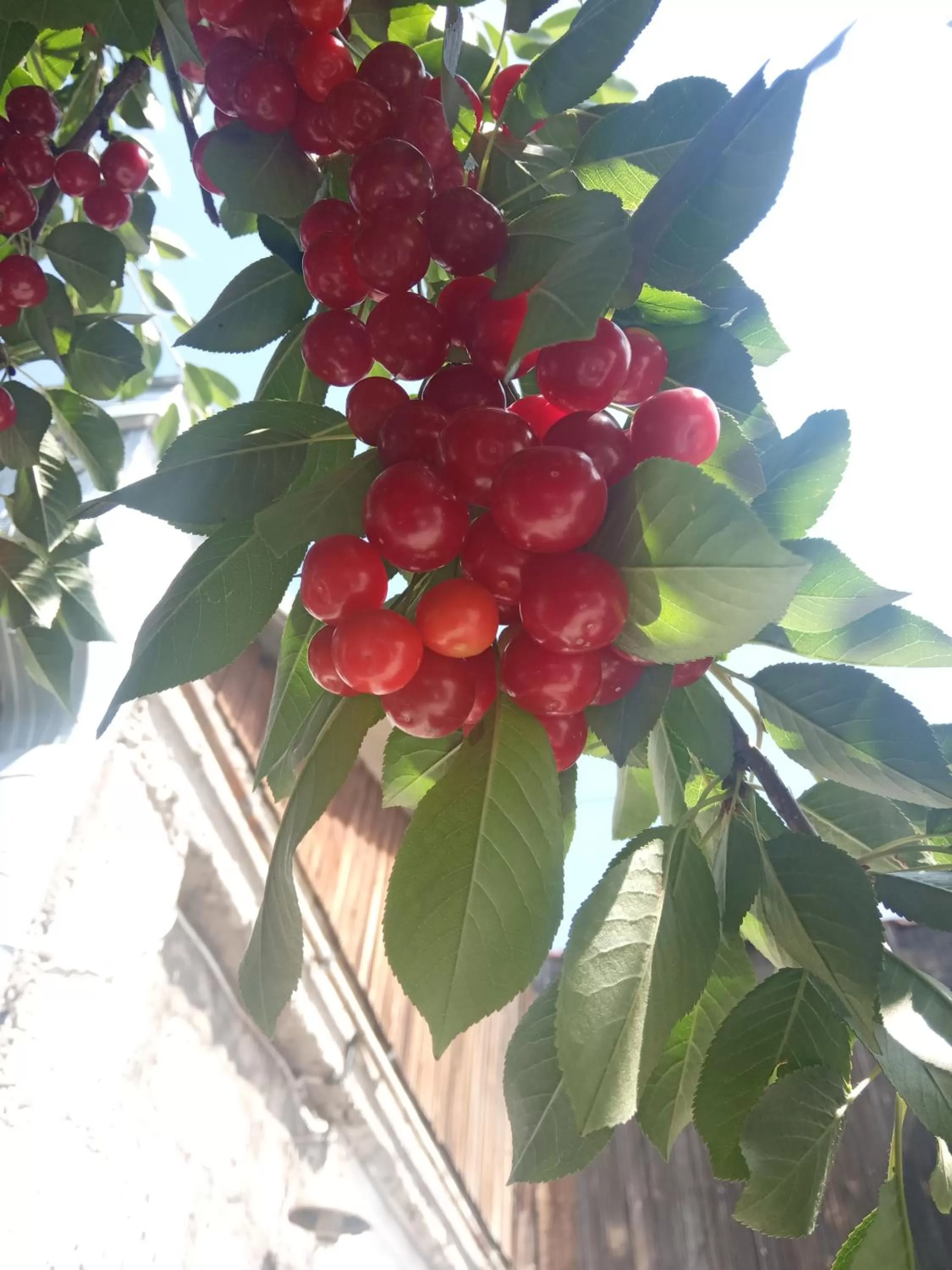 Garden in Guest House David's B&B