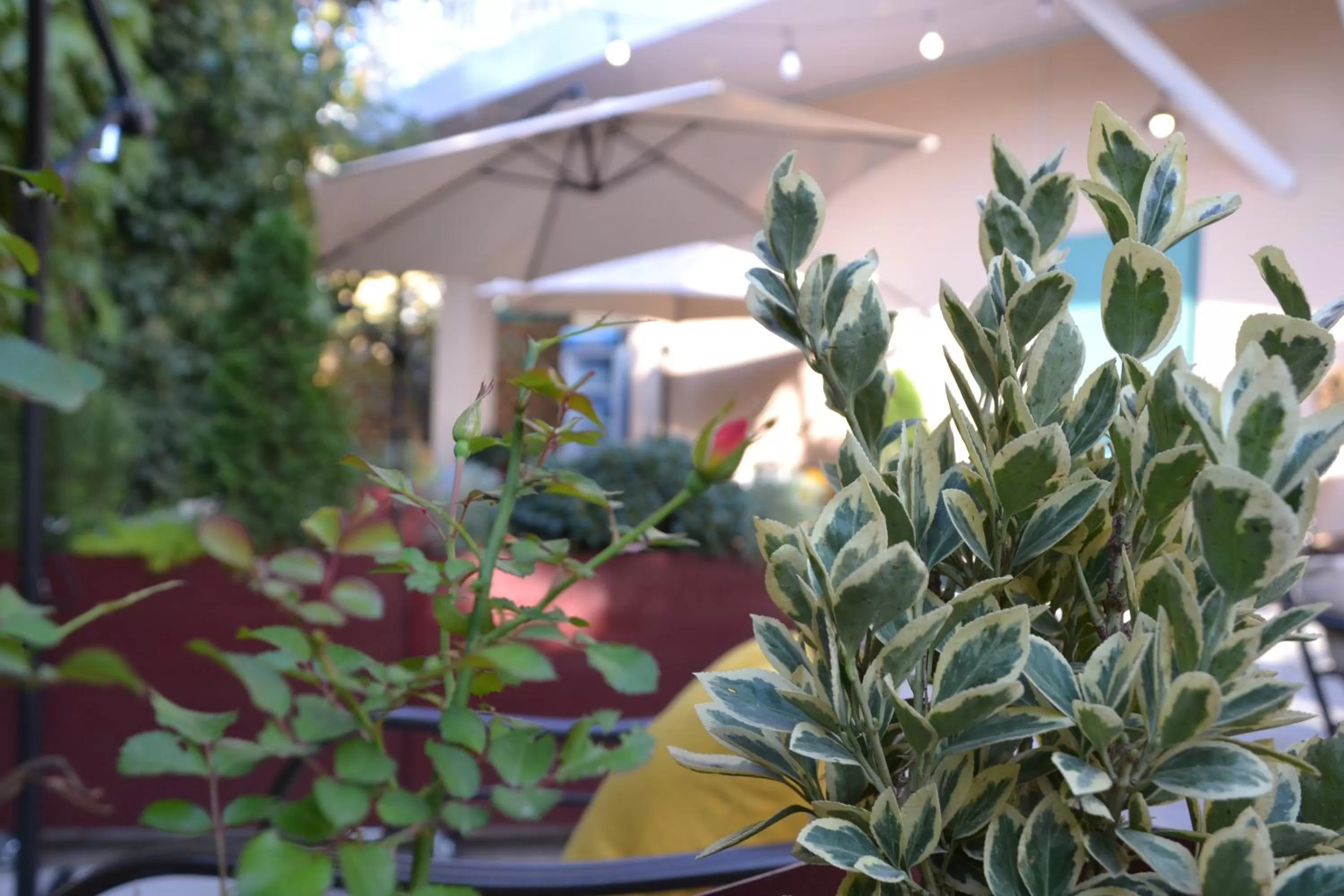 Restaurant/places to eat in Gvino Minda