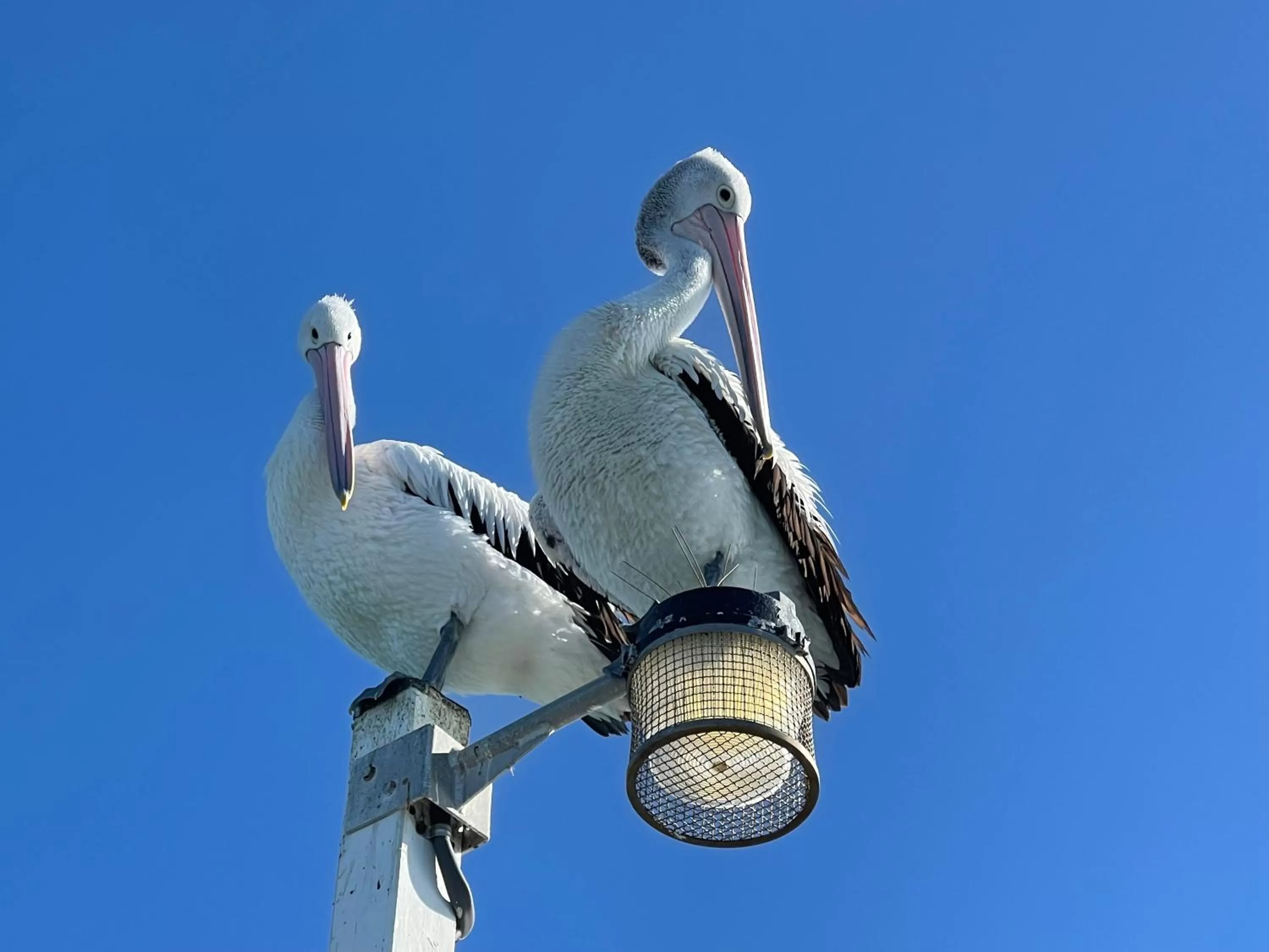 Animals in Torquay Terrace Bed & Breakfast