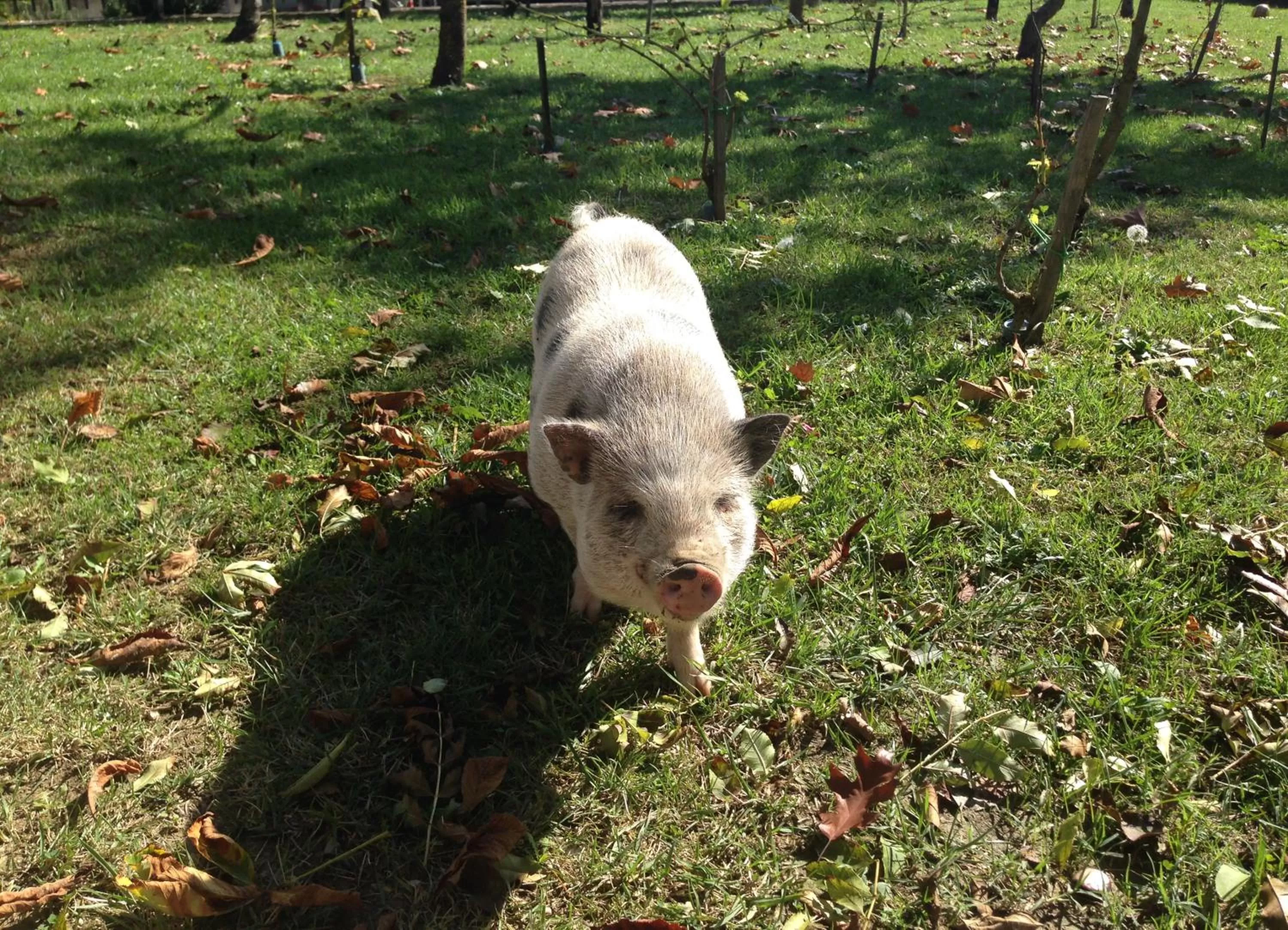 Facade/entrance in Residenza D'epoca Il Biribino