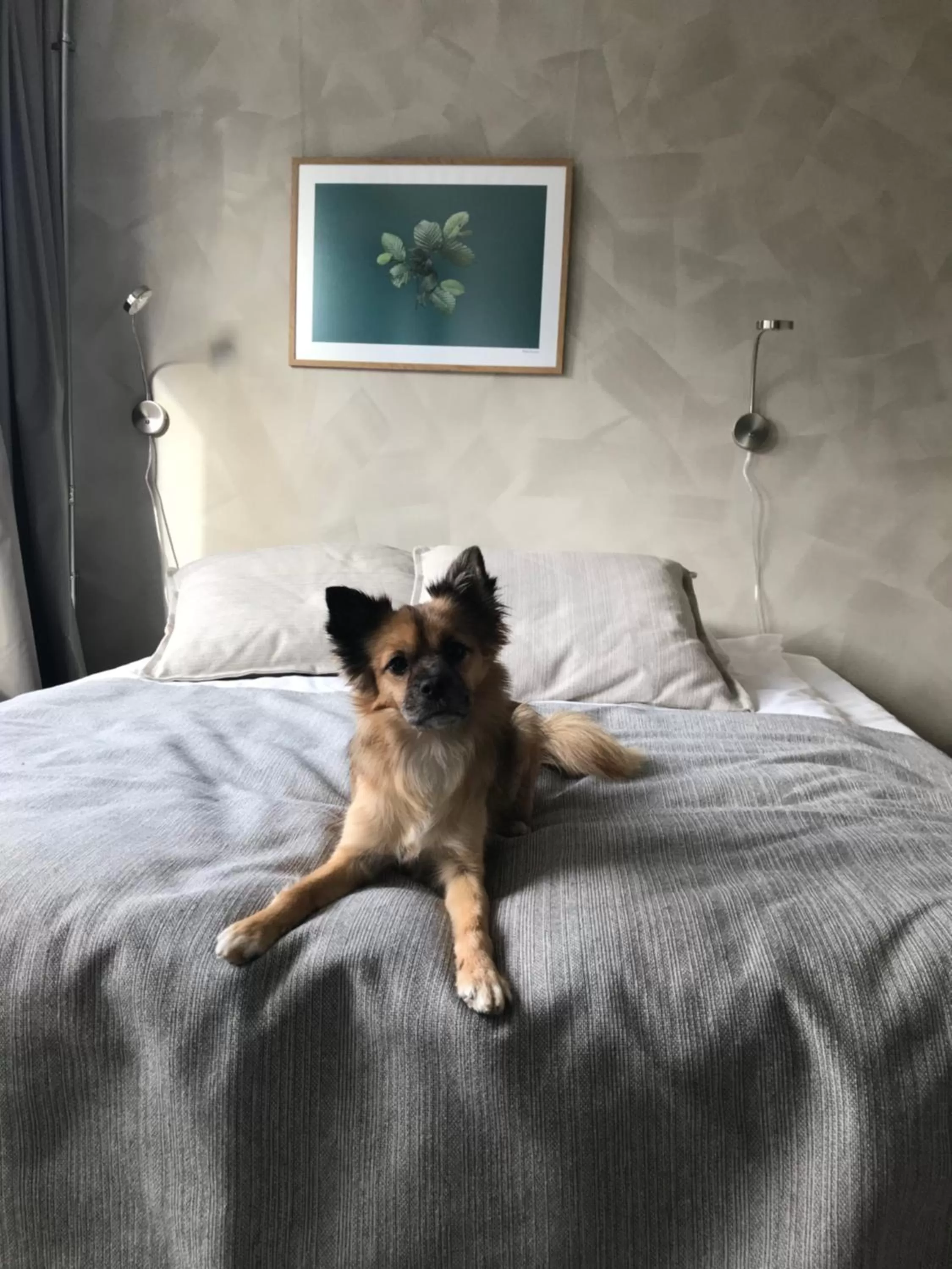 Pets, Bed in Noli Sörnäinen