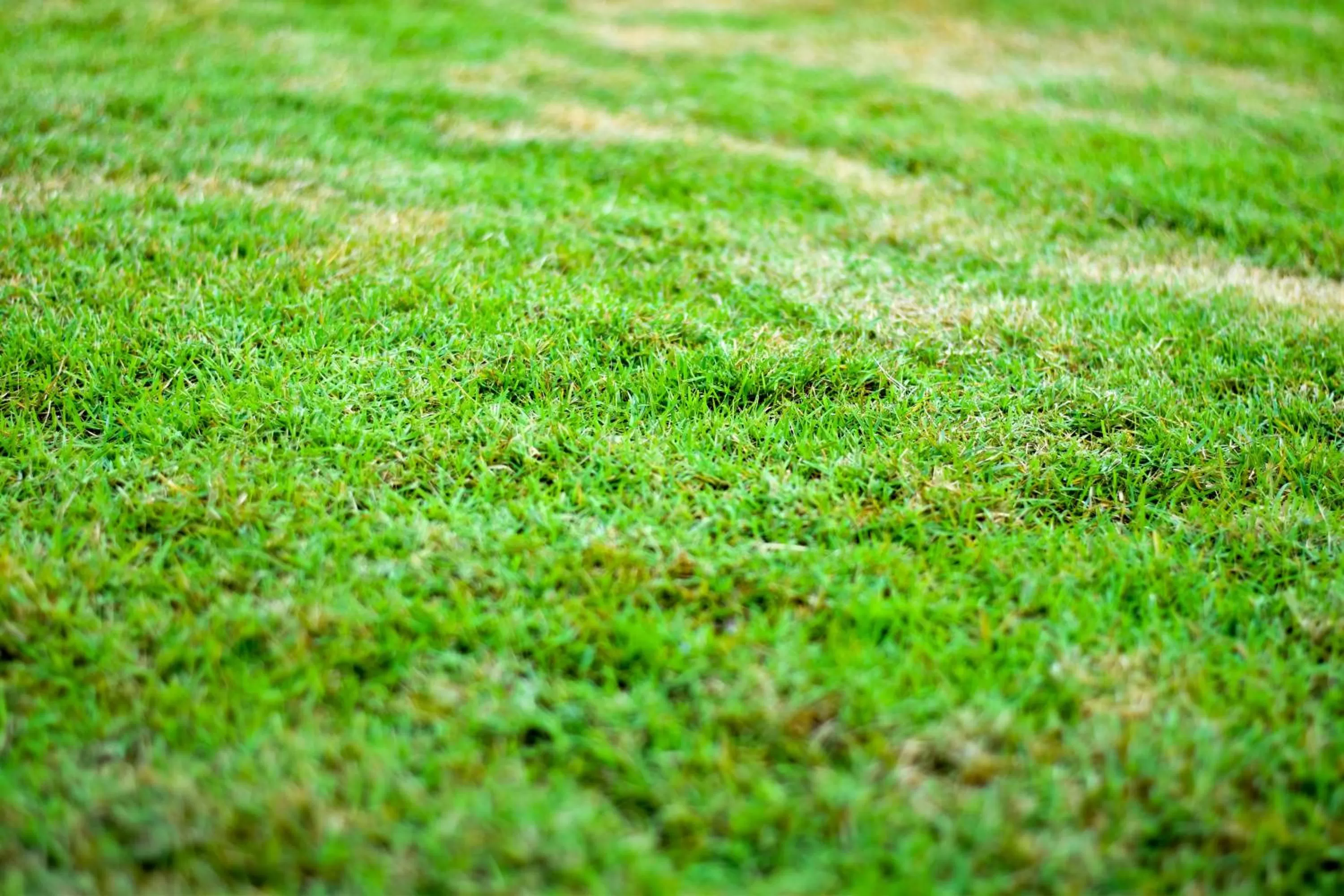 Garden in Chiang Mai Heritage House
