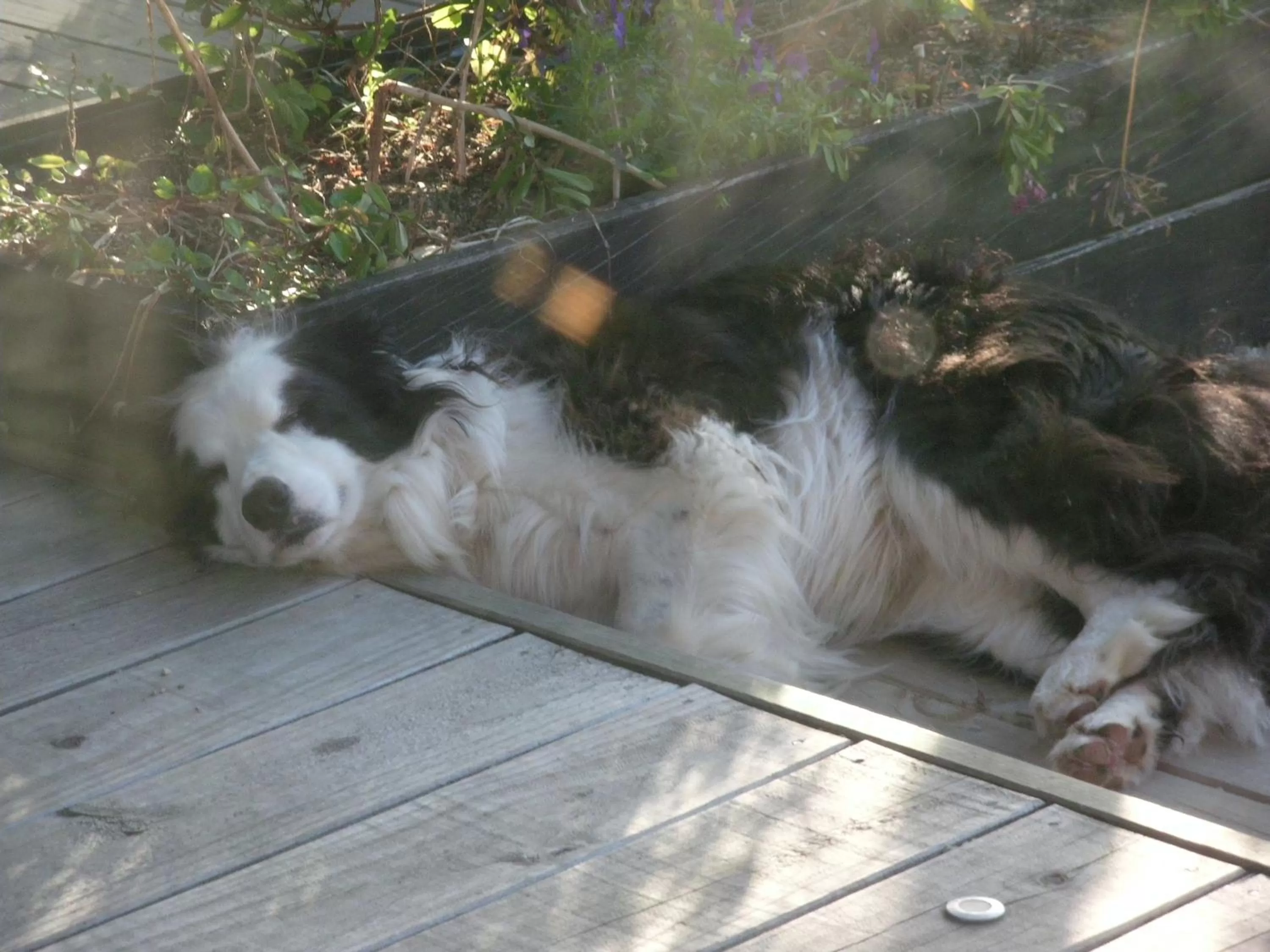 Pets in Mahinapua Retreat B&B