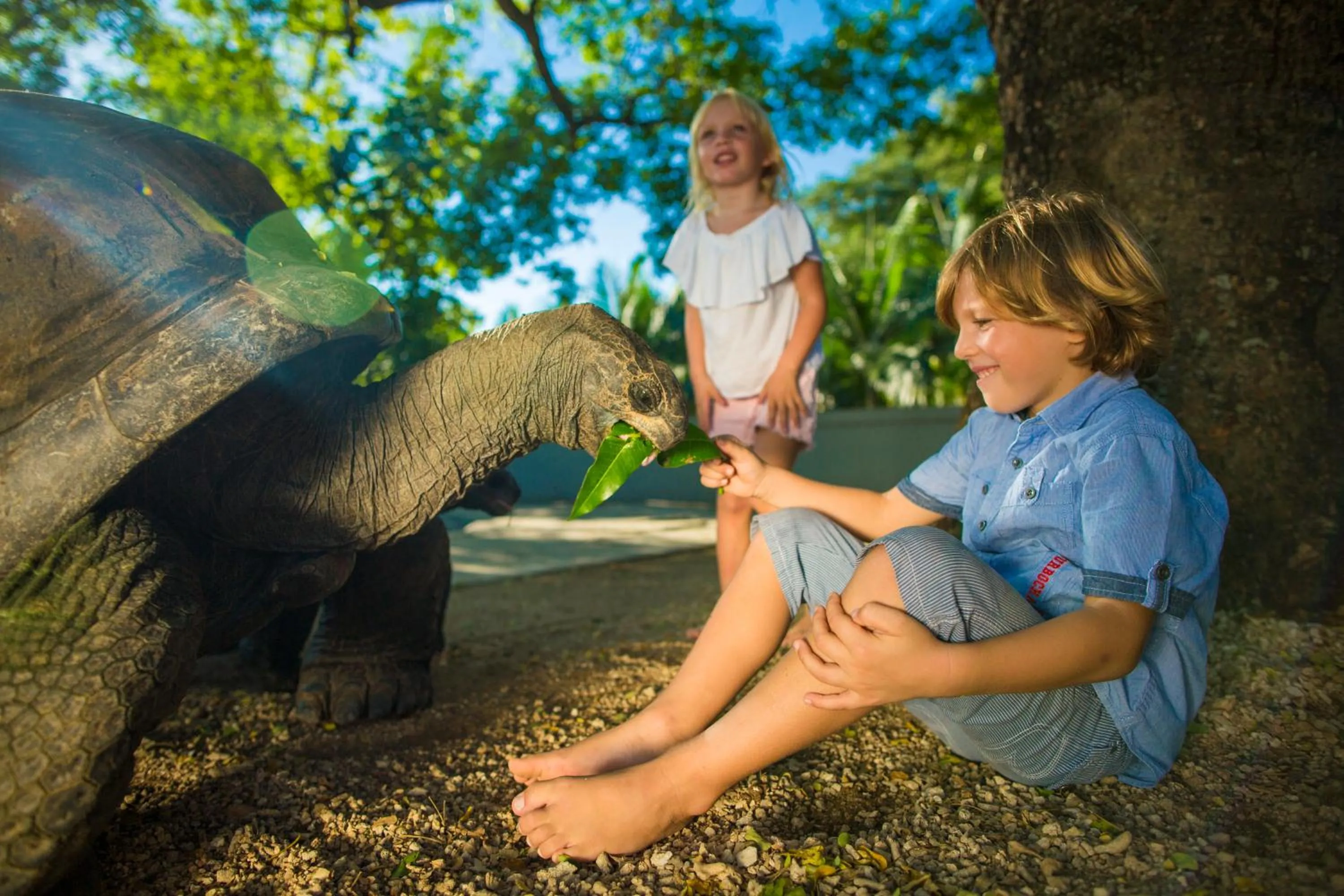 Animals in Maritim Resort & Spa Mauritius