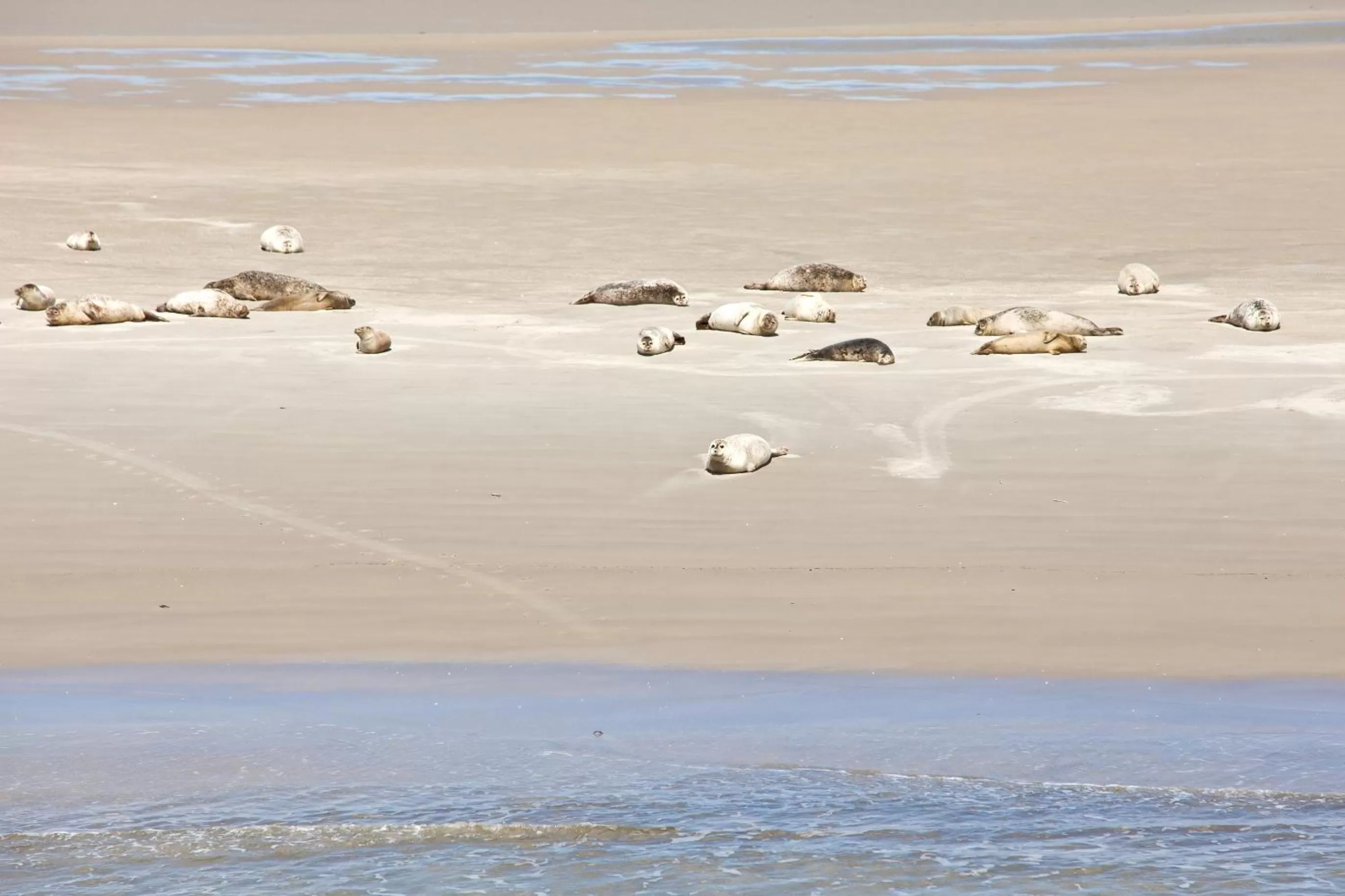 Natural landscape in Anker's Hörn - Hotel & Restaurant auf der Hallig Langeness
