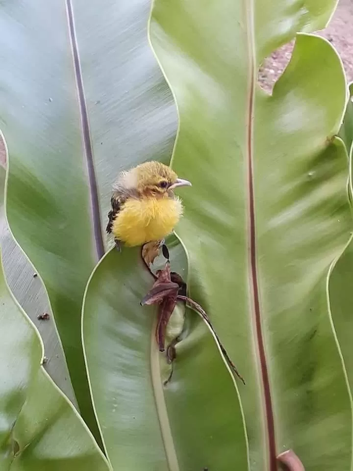 Animals in Khao Sok River & Jungle Resort
