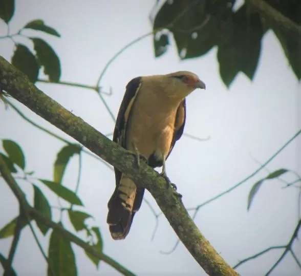 Animals in Villa Cristina - Casa Boutique