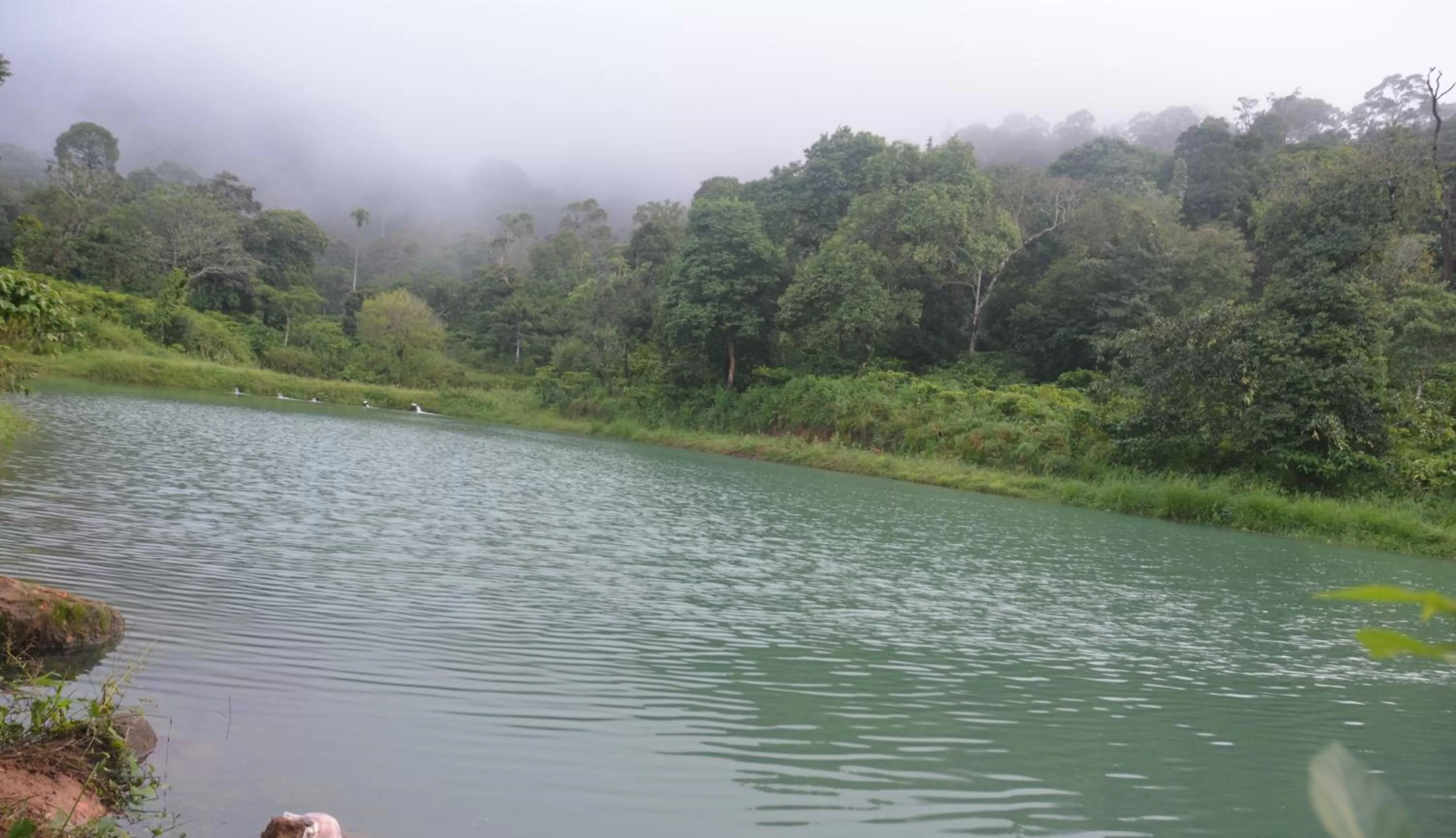 Natural landscape in Magnolia Estates & Resorts