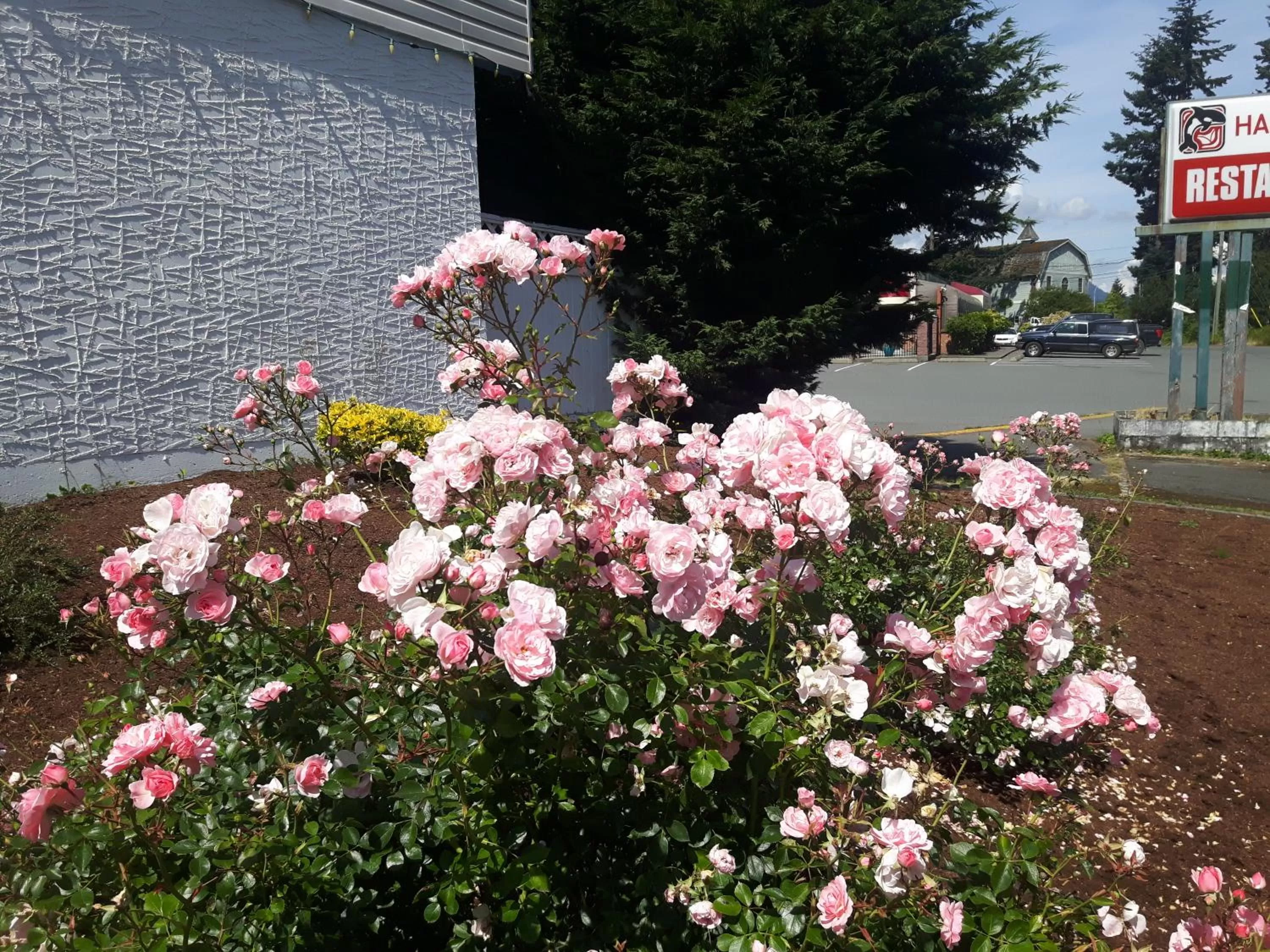 Garden in Fuller Lake Chemainus Motel