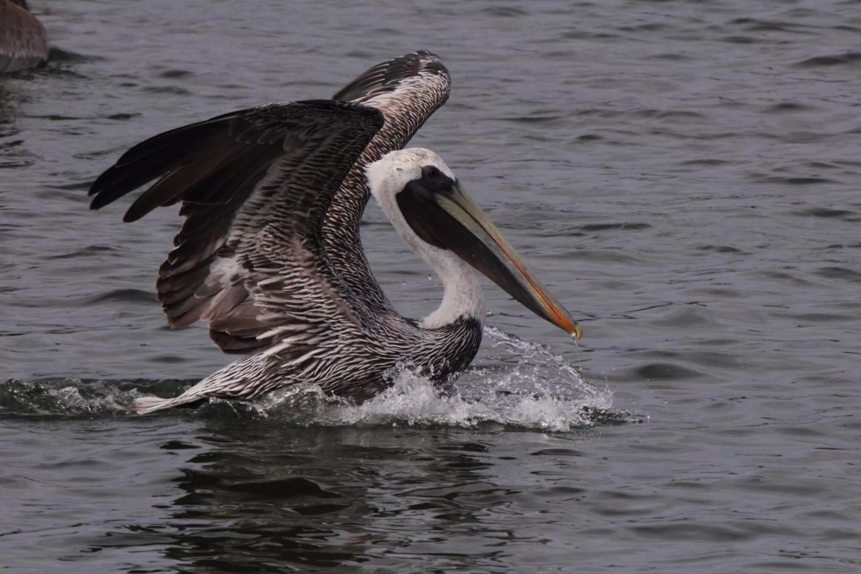 Natural landscape in Marina Inn & Suites Chalmette-New Orleans