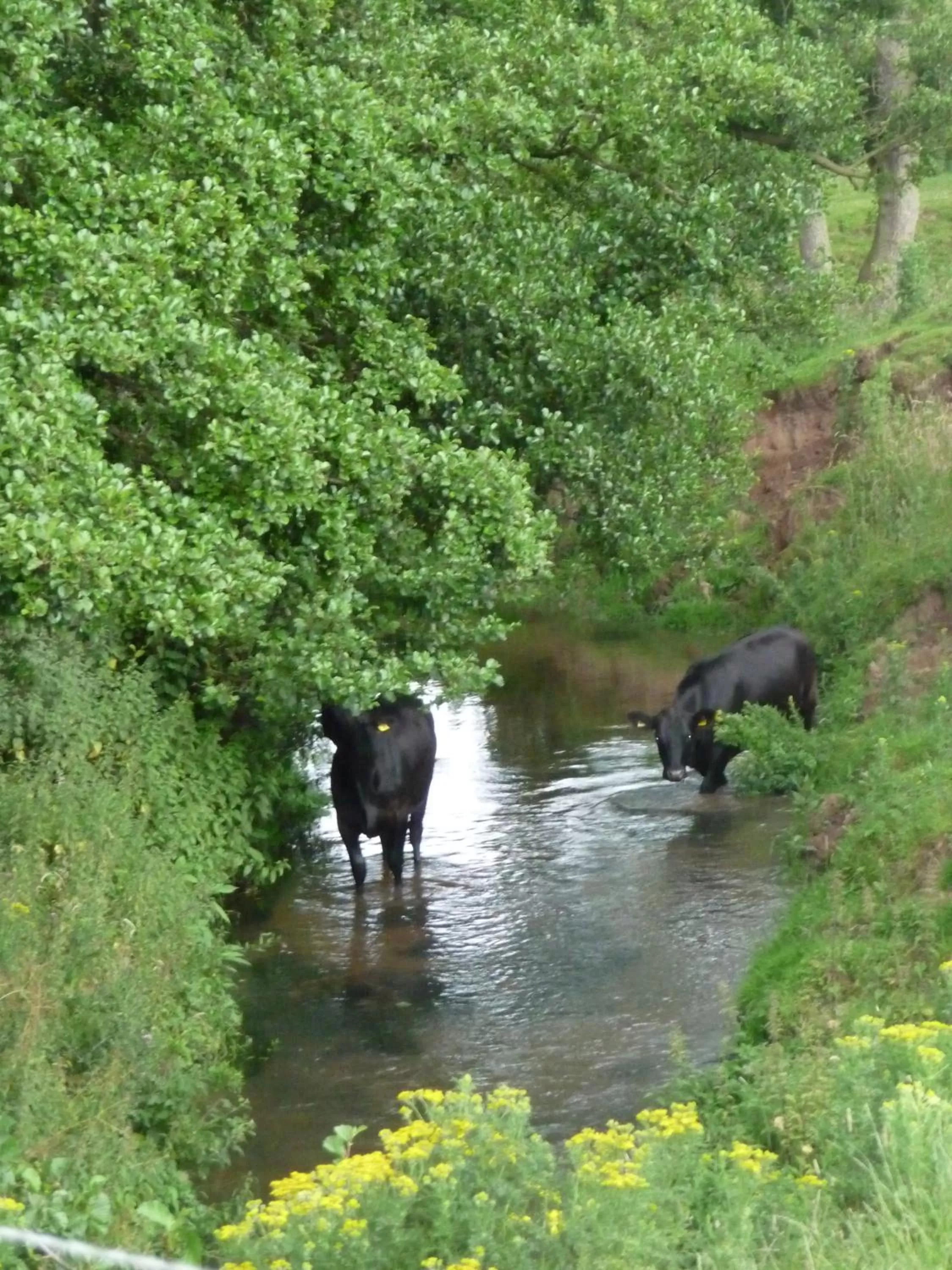 Birtles Farm Bed and Breakfast