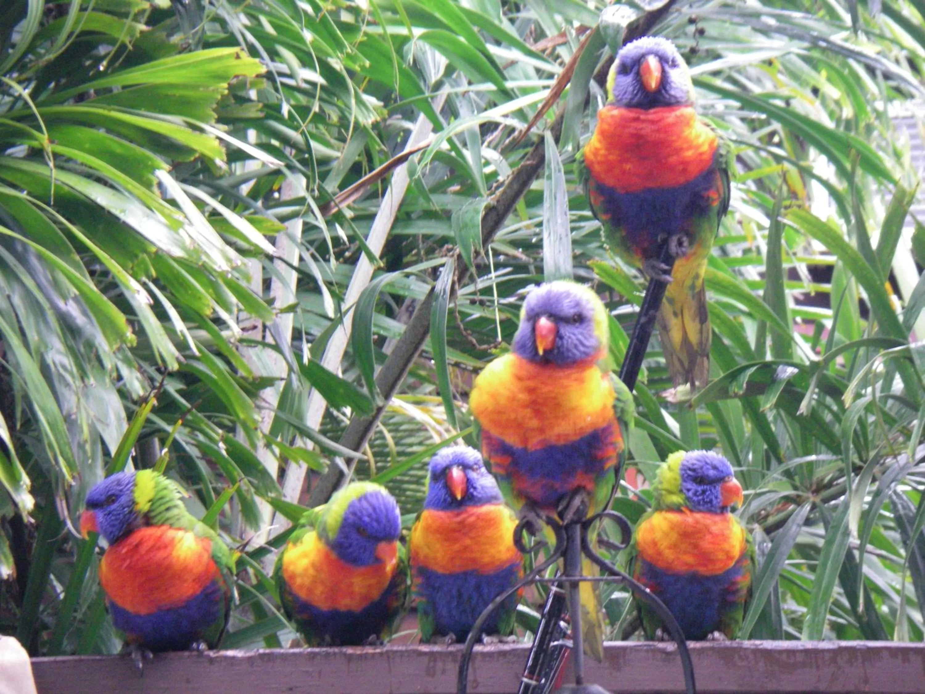 Animals in Tropical Palms Resort & 4WD Hire